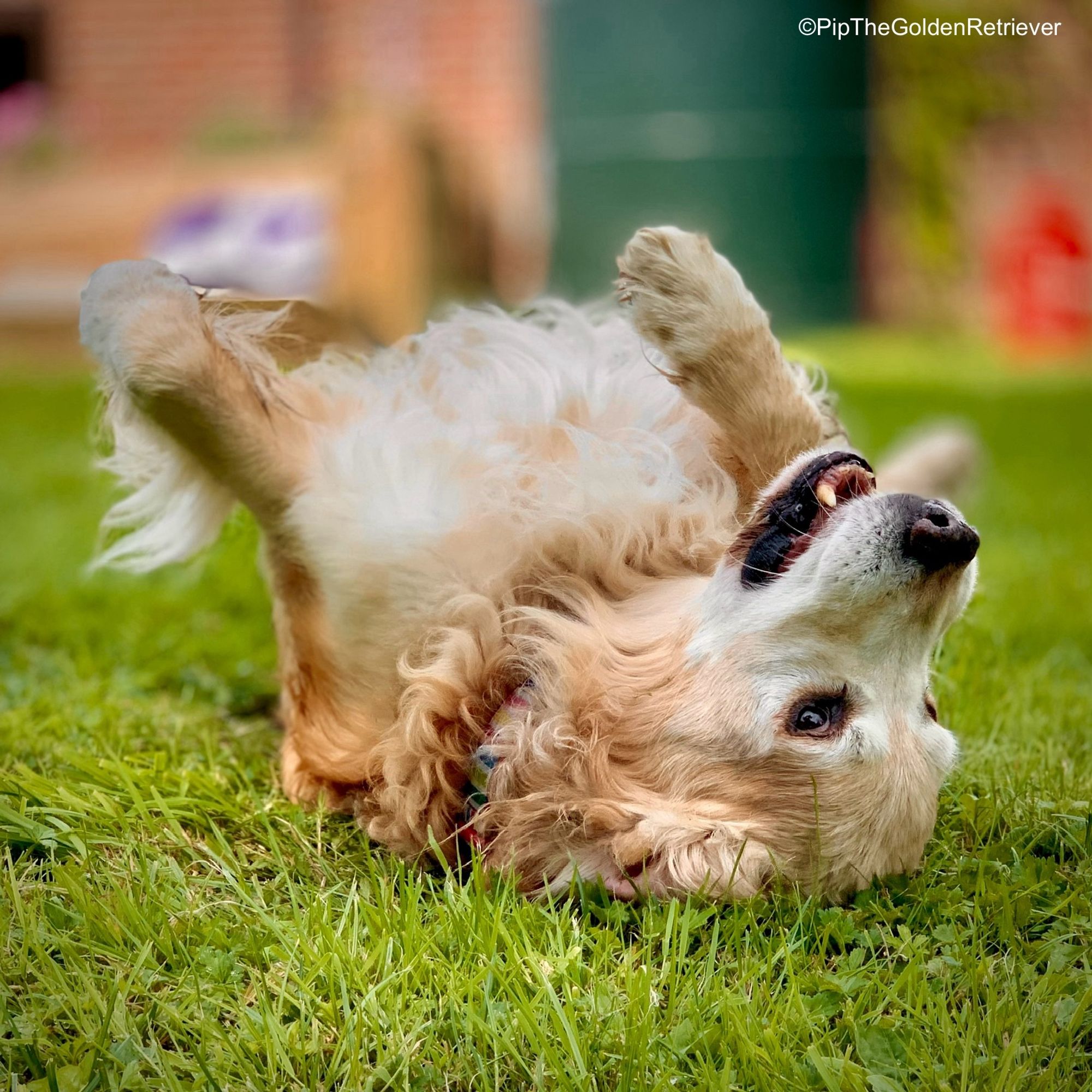 Pip the Golden Retriever is lying on his back rolling around on lush green grass. His paws are in the air and his big brown eyes are shining.