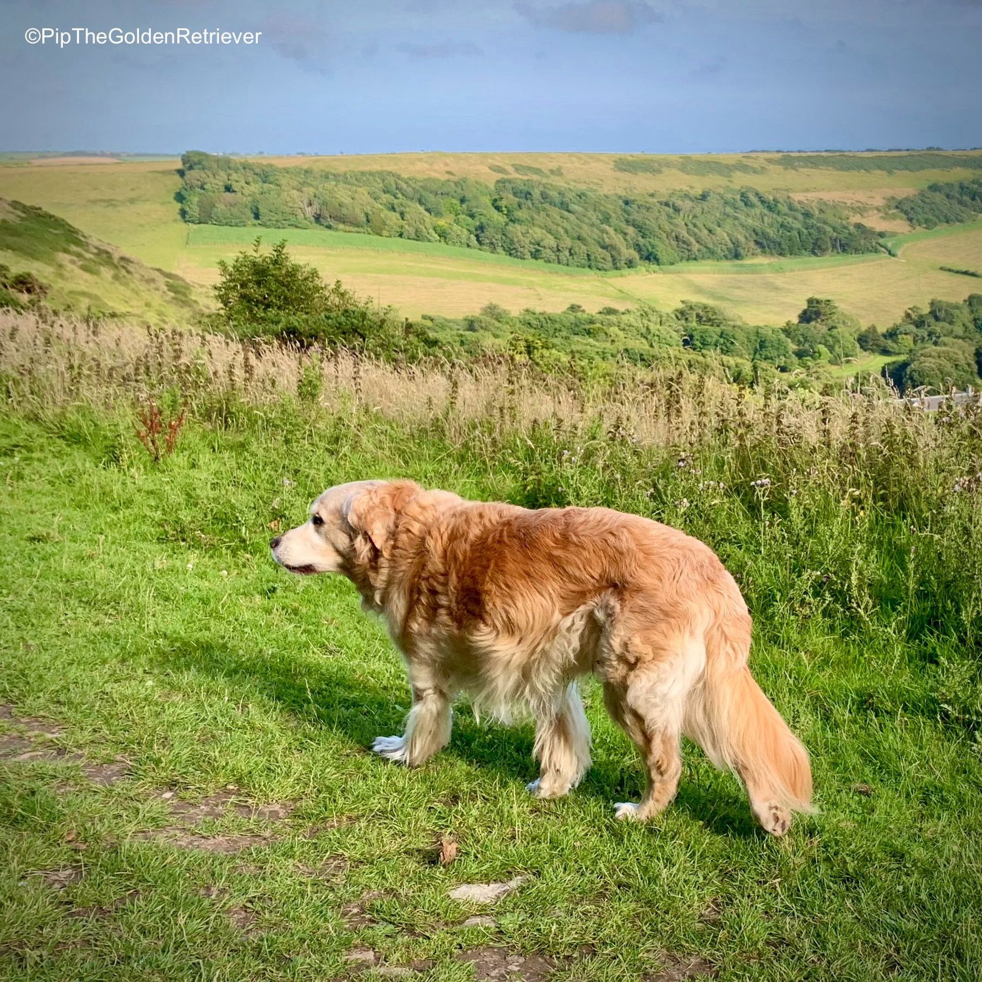 Pip the Golden Retriever is walking from right to left on the Dorset Coastal Path on a ridge high above gently rolling fields and woodland. The fur on his back and large fluffy tail I s deep golden, while that on his lags and face is lighter in colour.