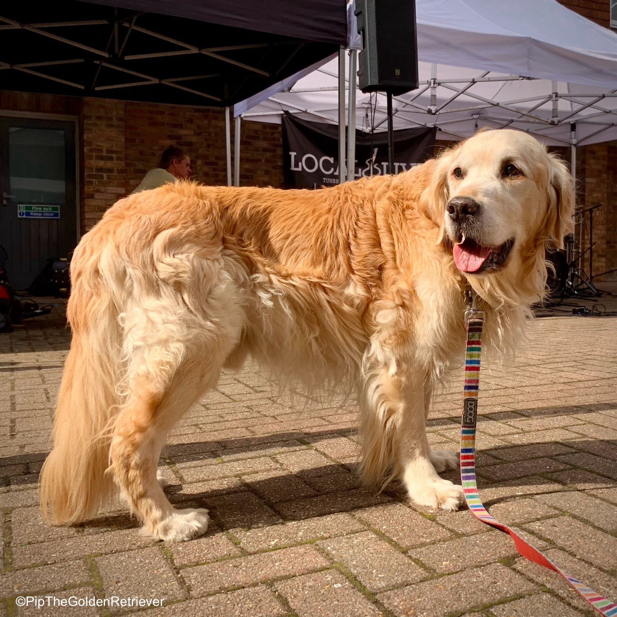 Pip the Golden Retriever is standing sideways to you facing left to right in an open courtyard paved with red bricks. It’s a bright sunny day and he is looking back over his shoulders towards his big fluffy golden tail with a happy smile on his face and his tongue hanging out. Behind him, there are buildings as well as black and white marquees and a sign that reads “Local & Live”.