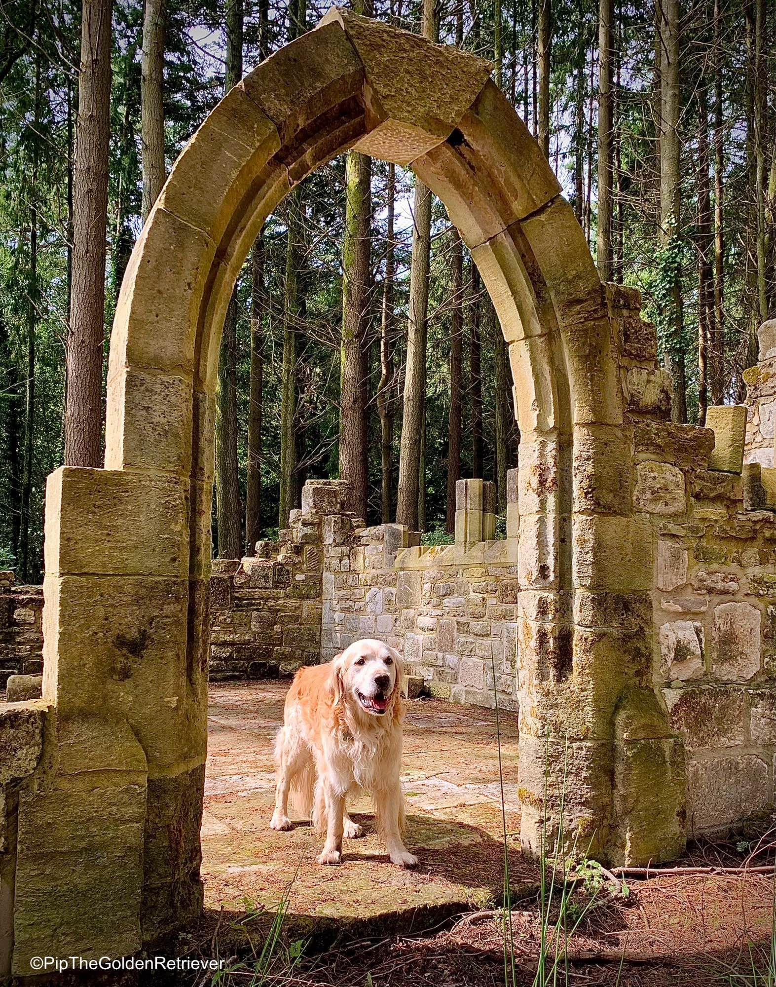 Pip the Golden Retriever is standing facing towards you with a smile on his face in the arched doorway of what appears to be a ruined stone cottage. The bottom part of the stone walls are standing, but the rest of the walls, the doors, windows and roof are all missing. There are tall trees behind the house.