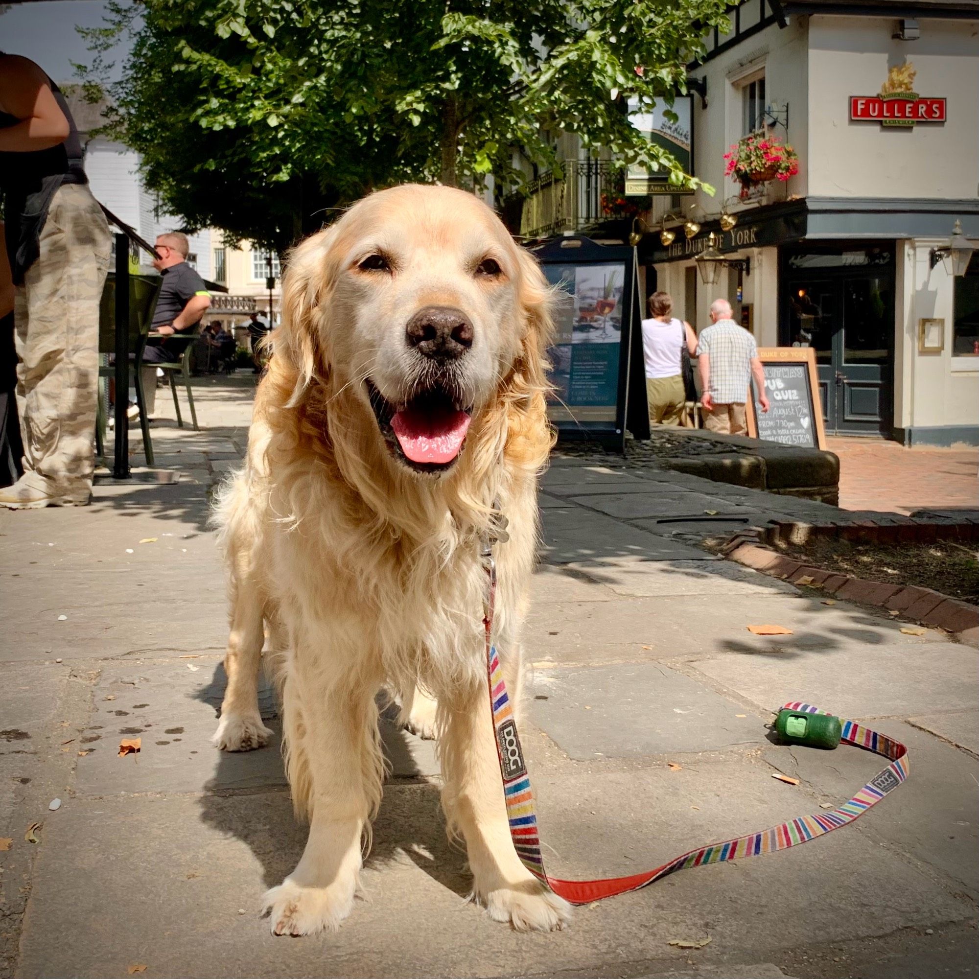 Pip the Golden Retriever is standing facing towards you on a walkway paved with flagstones. He is looking at you with his brown eyes and a big retriever smile on his face. To the left and behind him, there are people sitting around tables outside cafes, while to the right on a lower brick paved walk there’s a pretty pub with a sign outside indicating that it’s owned by the Fullers brewery. There are people walking by it. He is on The Pantiles, an elegant Georgian colonnade of independent shops, cafes and restaurants in Royal Tunbridge Wells.