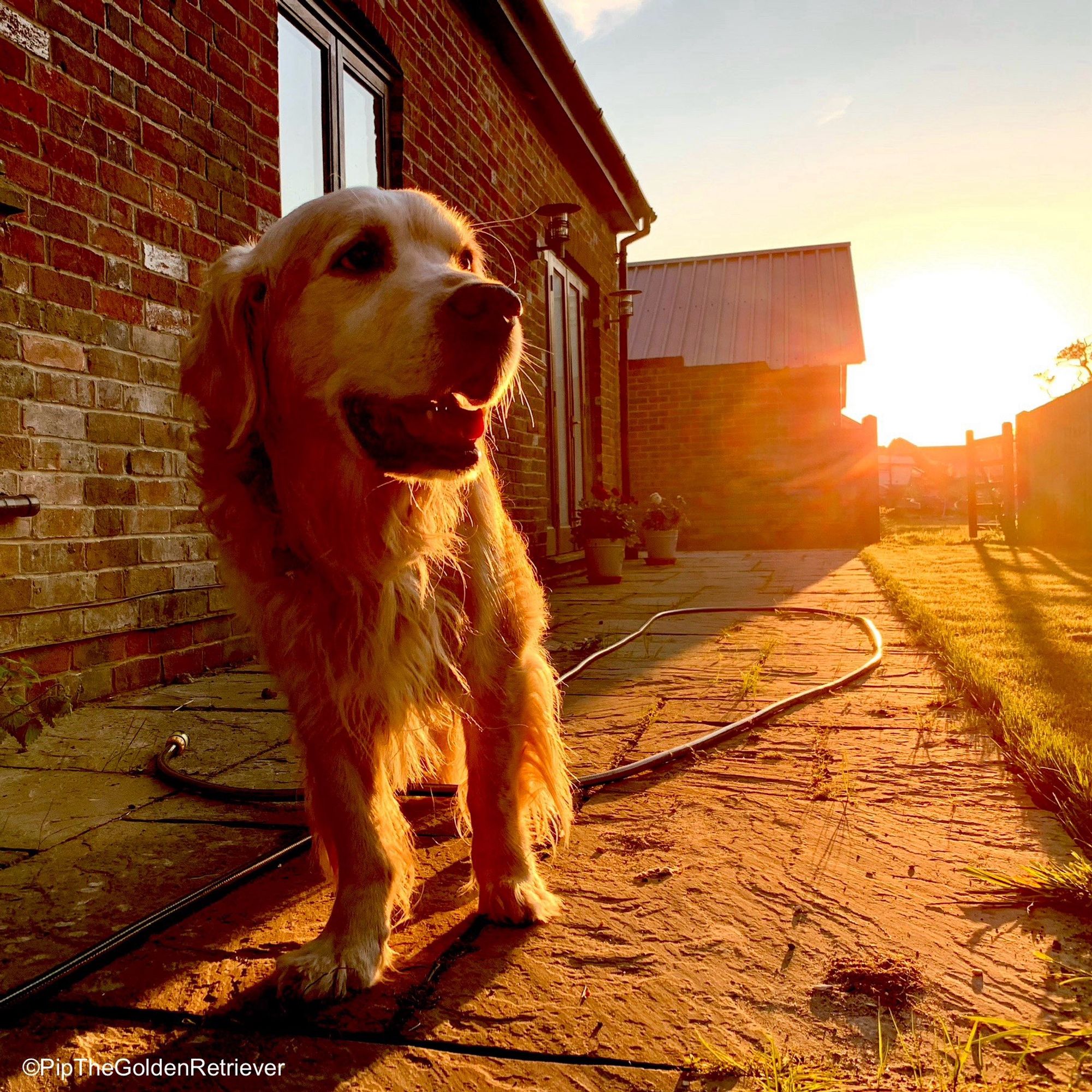 Pip the Golden Retriever is walking towards you but looking to your right where the sun is setting in the distance casting golden light all over the scene. He is on the terrance outside a brick building to his left. He has a smile on his face.