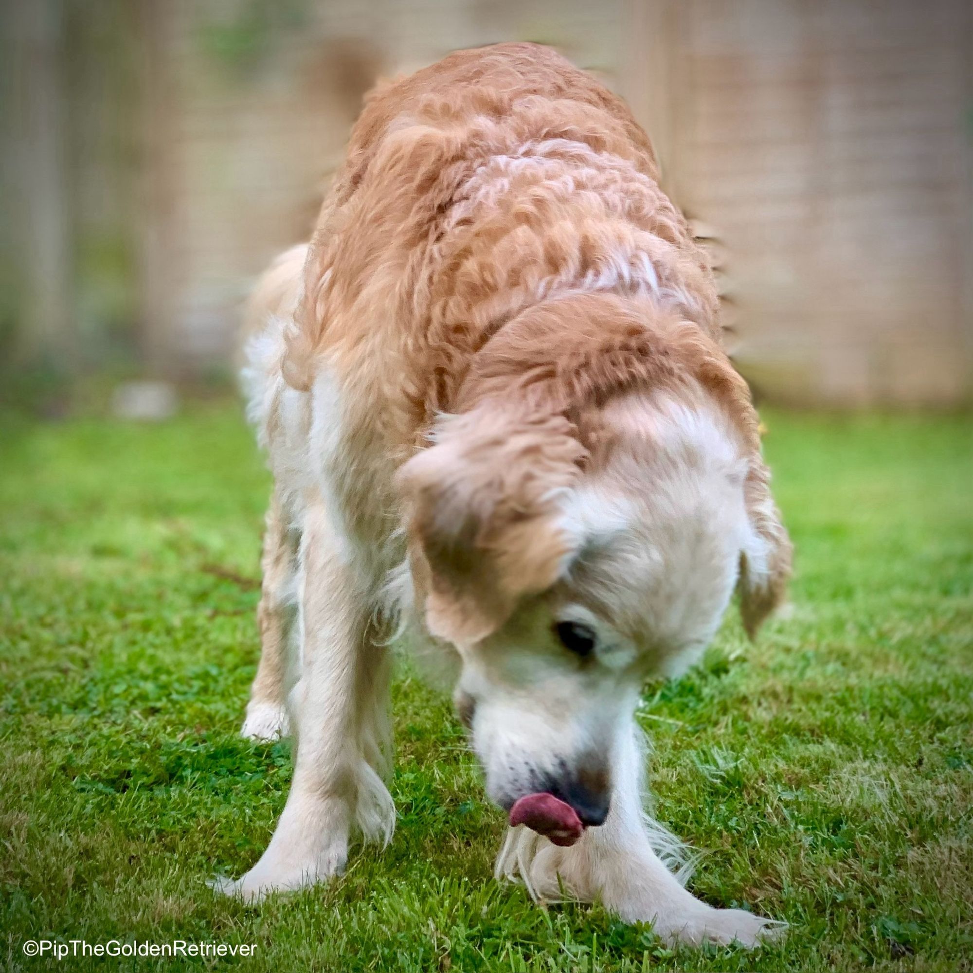 Pip the Golden Retriever is standing facing towards you on a well mown lawn. He had his head down as though sharing a confidence with you and is discreetly licking his nose with his tongue.