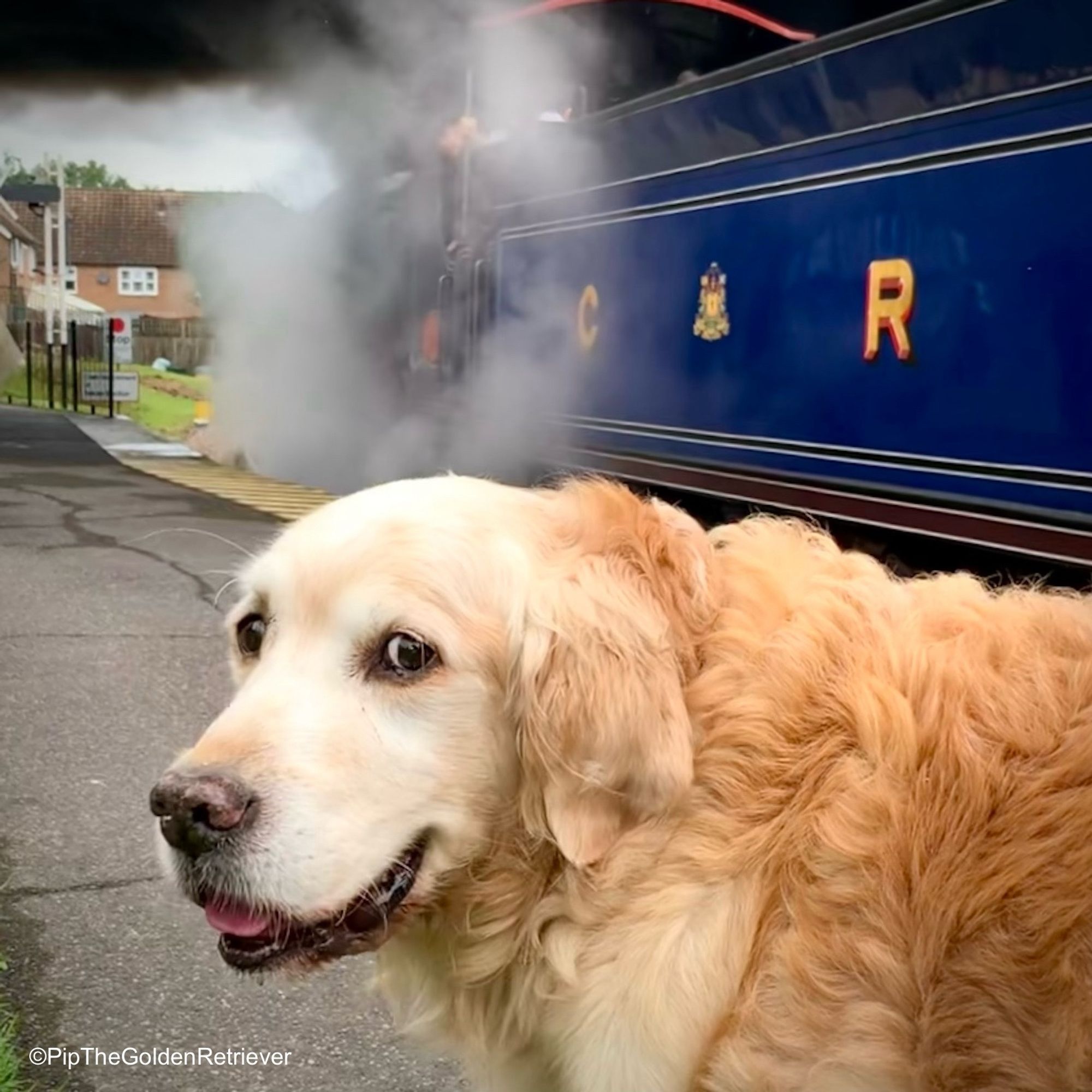 Pip the Golden Retriever is standing on a station platform close to the camera facing right to left, but looking around at you with a friendly - but slight conspiratorial - look in his brown eyes. Behind him, there’s a steam loco and tender in the Caledonian Railways’ Prussian-blue livery with a road bridge above. Steam is rising from the side of the locomotive and swirling around at the top, left of the picture. In the distance, there’s an old fashioned semaphore signal with houses behind.