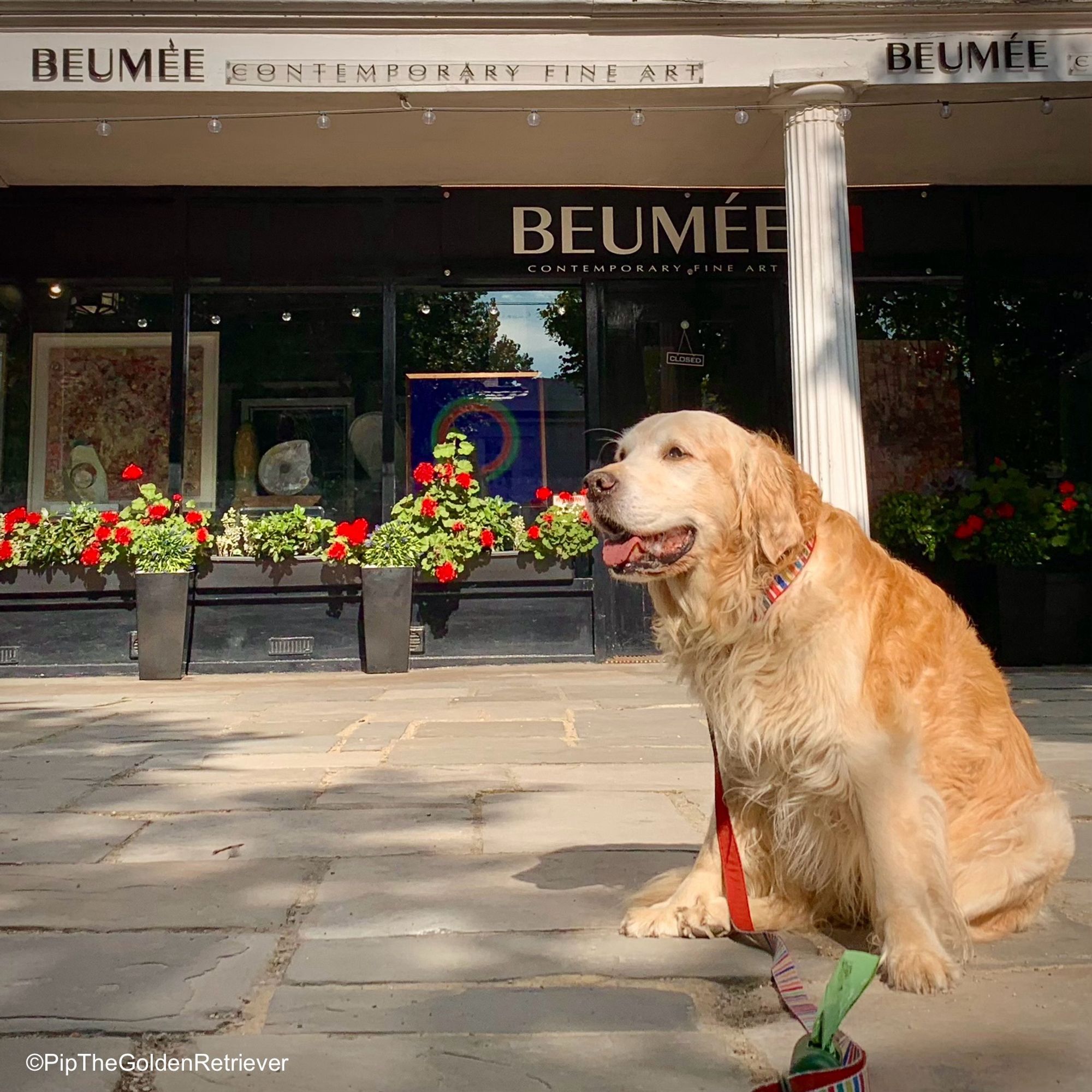 Pip the Golden Retriever is sitting to the right of the image in a patch of sunlight looking nonchalantly to the left instead of in your direction. He is sitting in a patch of bright sunshine, which is making his golden fur glow. Behind him, there’s a colonnade with a white pillar and canopy over a black painted gallery with  the name Beumée Contemporary Fine Art above large windows displaying artworks. Pretty red flowers are growing in boxes below the windows.