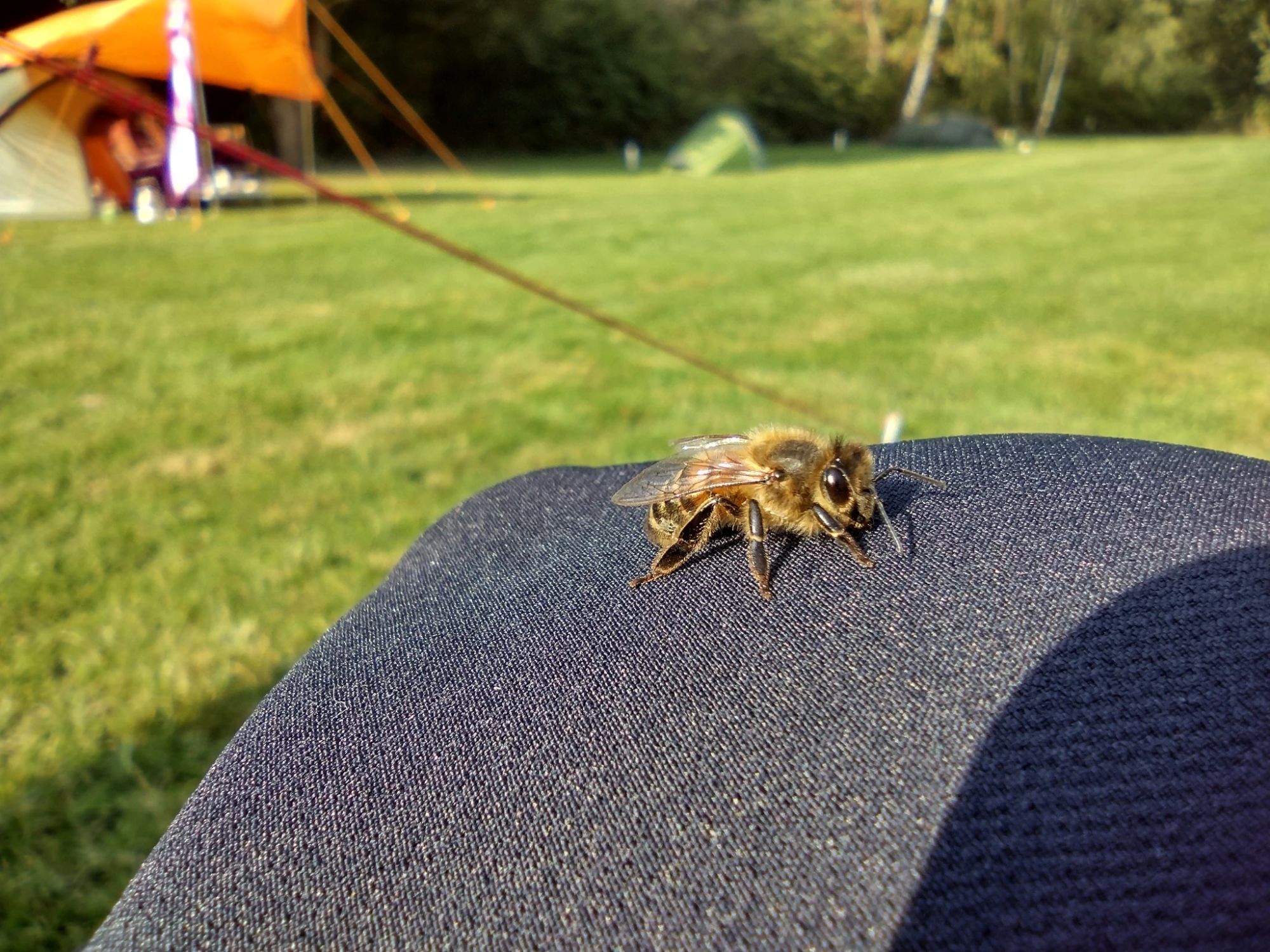 Smartphone macro photo of a yellow and black striped insect. Which is on my knee.  Blurred tents in the background.