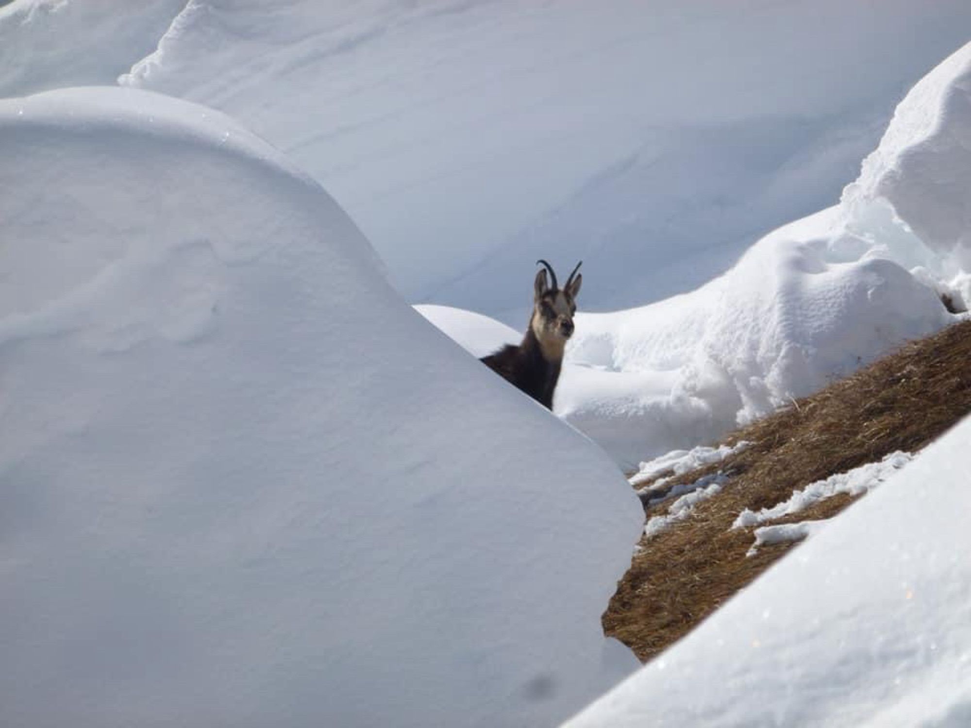 Gämse in einem Schneemaul, in dem der grasige Untergrund freigelegt ist.
© Bernhard Schlechter 2012