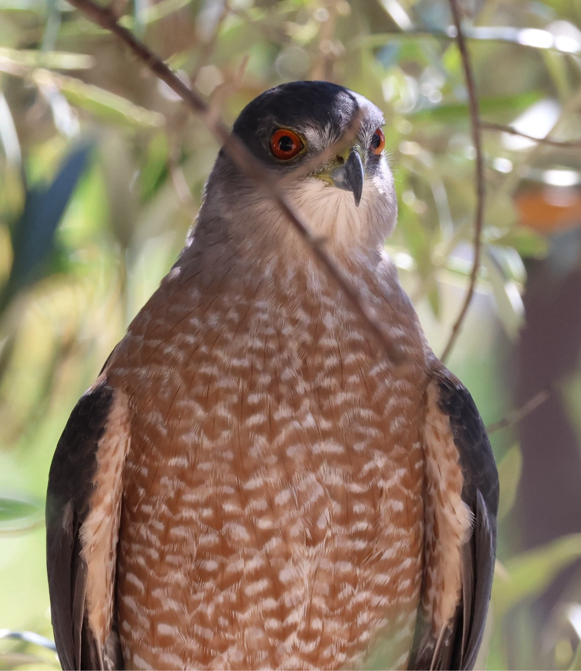 A view of the same bird but with normal reddish eyes with black center. A Cooper’s hawk.