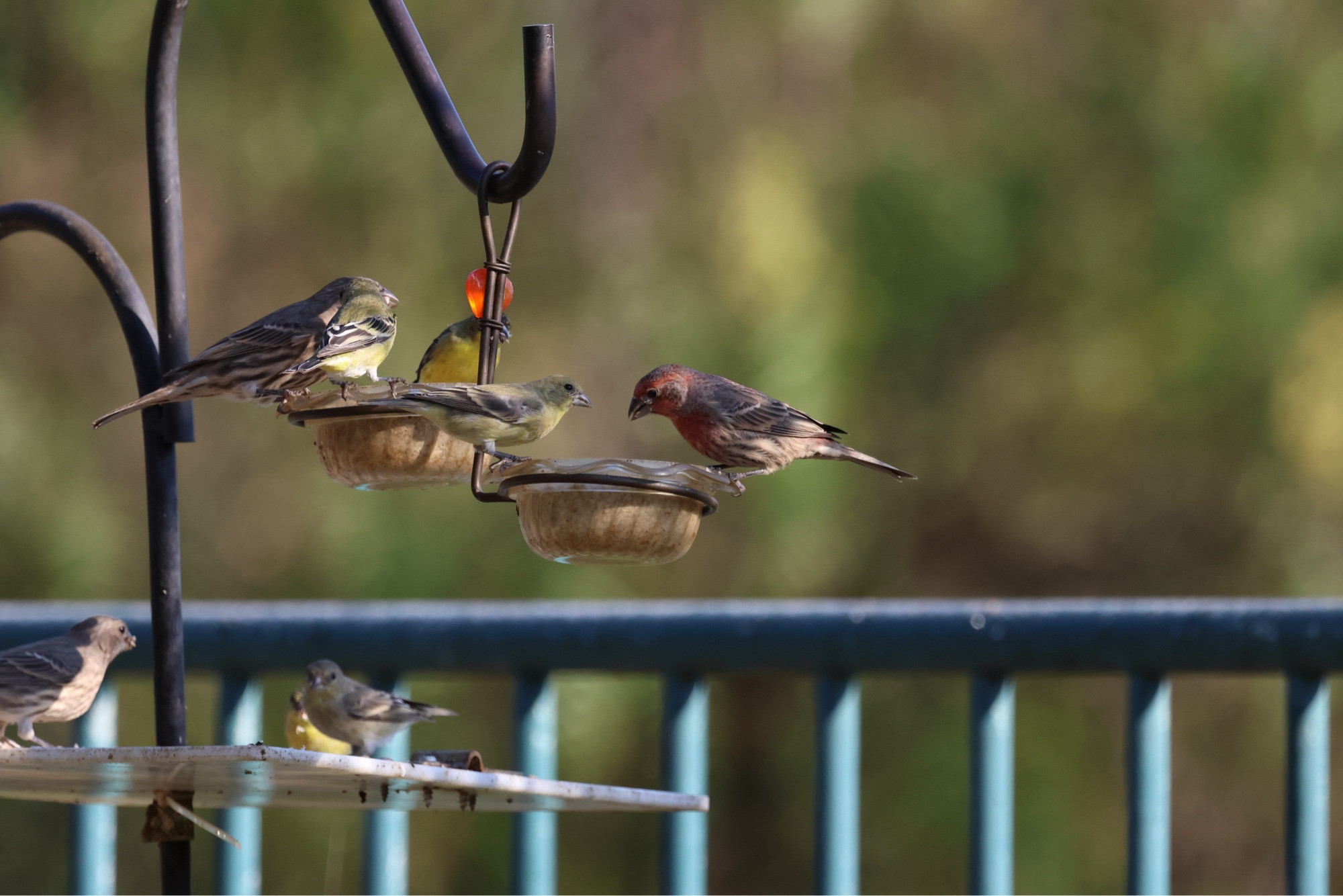 A few finches at a feeder. A couple Lesser goldfinches and a larger finch that has notes of raspberry red on its head and chest.