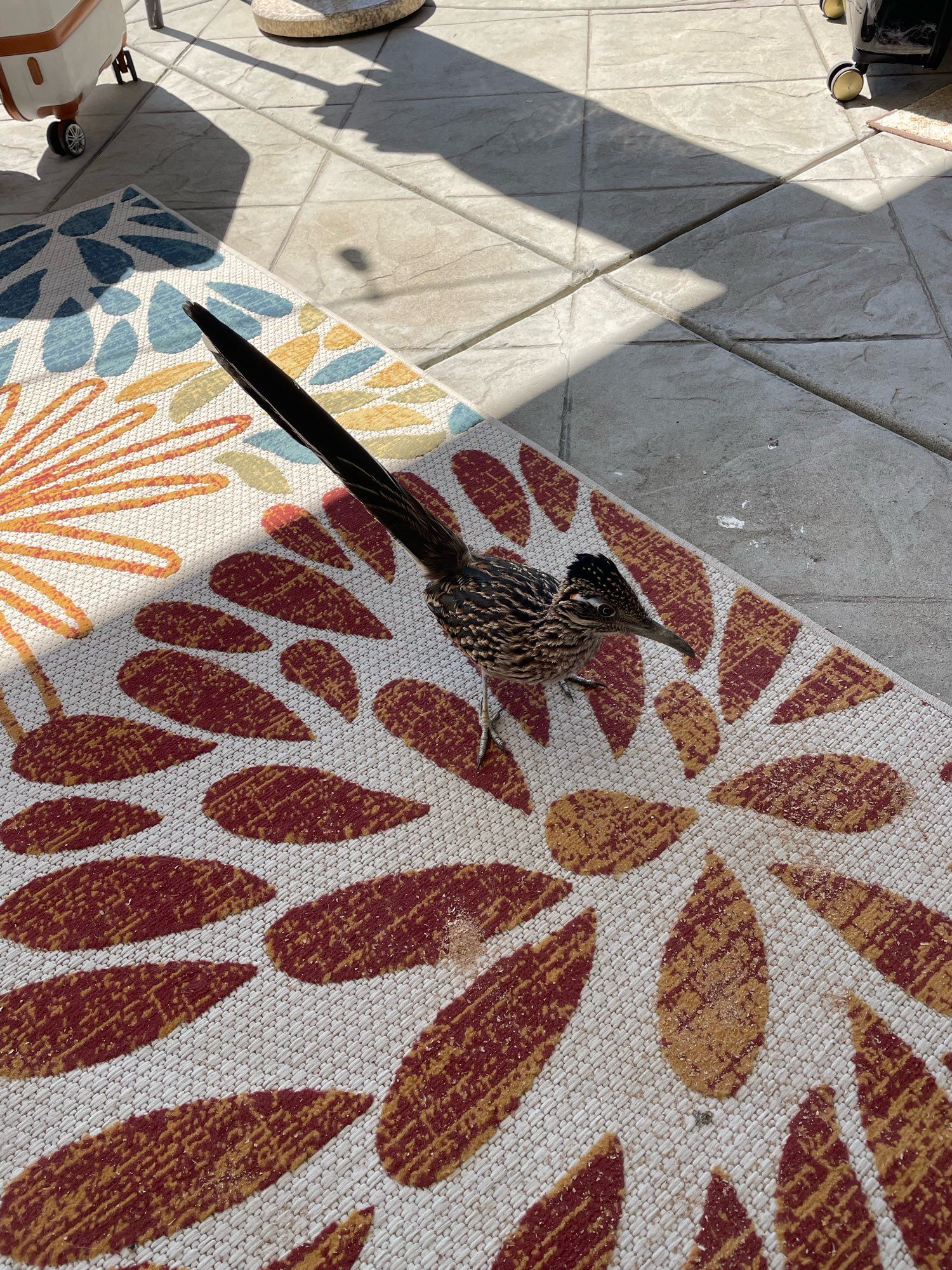 A Greater roadrunner has come to visit and is standing on our colorful patio rug. It is a brown and whitish bird with long dark tail feathers.