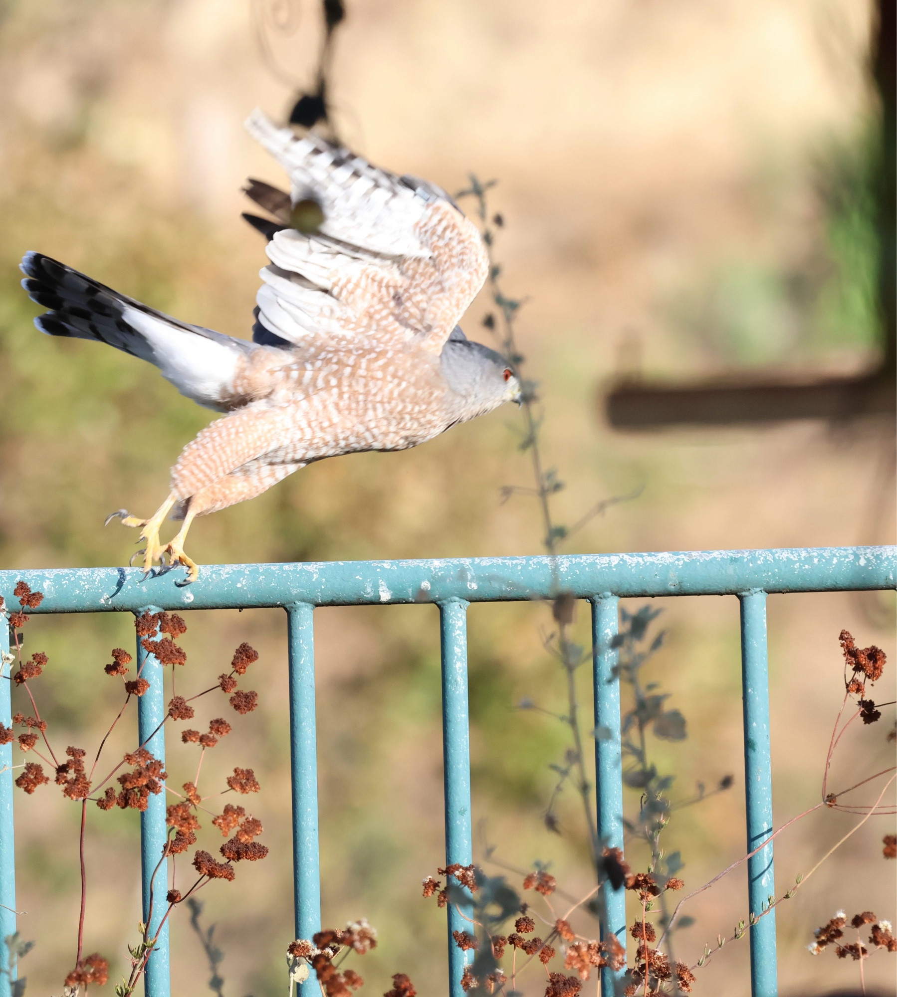 A Cooper’s hawk is just taking off from a fence. Its wings are stretched out high to begin flapping. Its talons are letting go of the top of the fence.