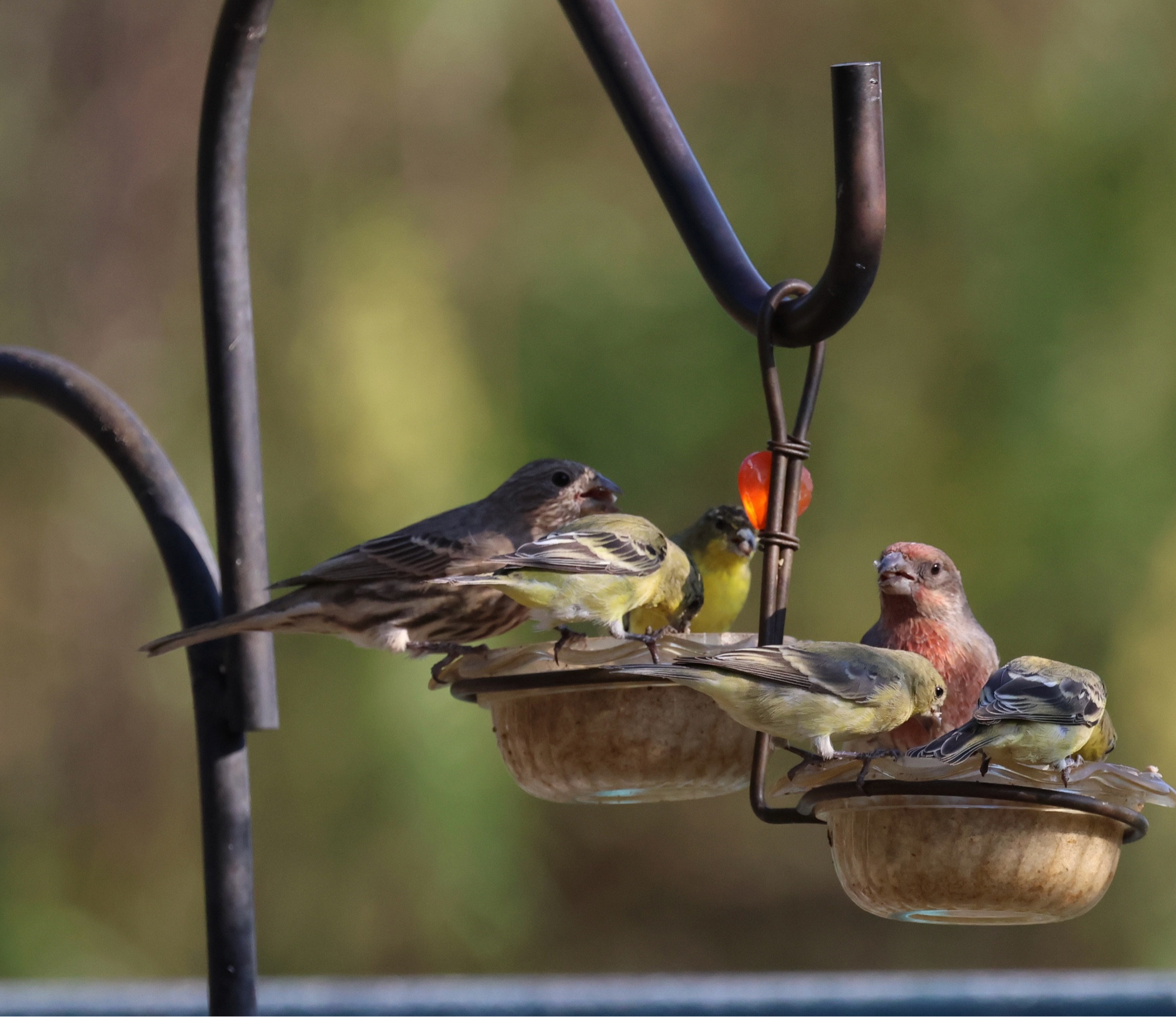 A few finches at a feeder. A couple Lesser goldfinches and a larger finch that has notes of raspberry red on its head and chest. A different view.