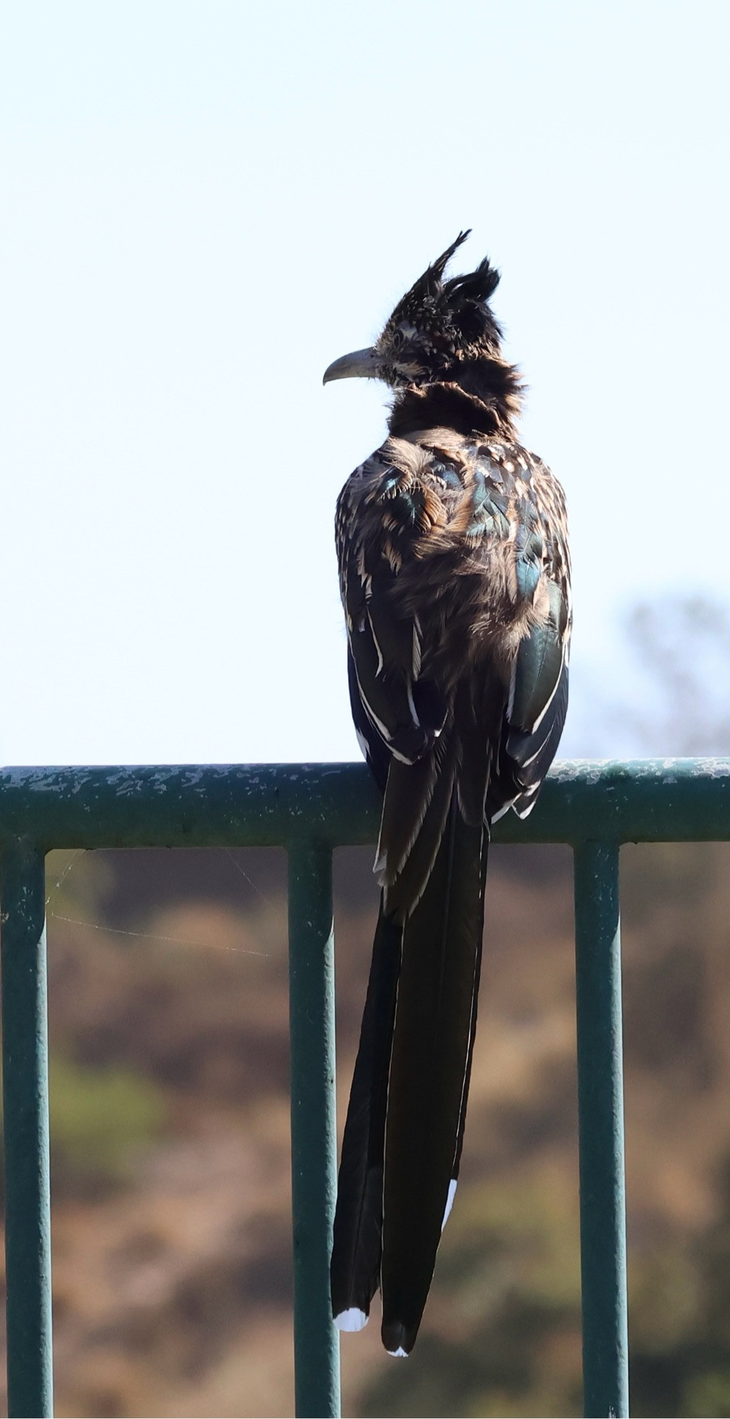 A roadrunner sitting on a green metal fence, its back is to the camera. It is mostly a brown bird but some of the darker feathers show greenish iridescence in the afternoon sun. 
Some of its longer head feathers are standing up from being blown by the wind.