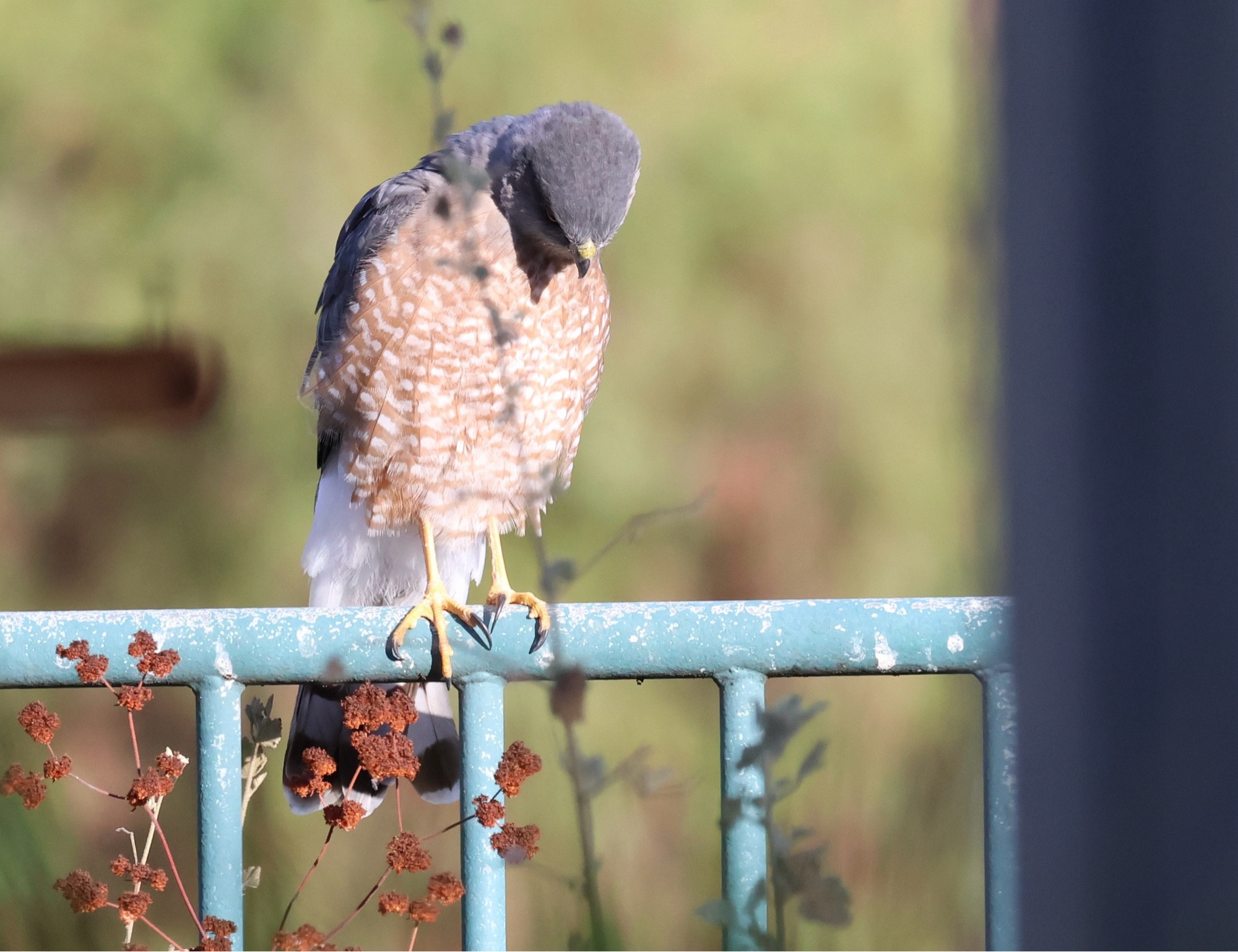 A male Cooper’s hawk is perched on a light blue metal fence as it looks down at the ground searching for a meal. It is showing off the dark gray feathers on top of its head, the Cooper’s cap.