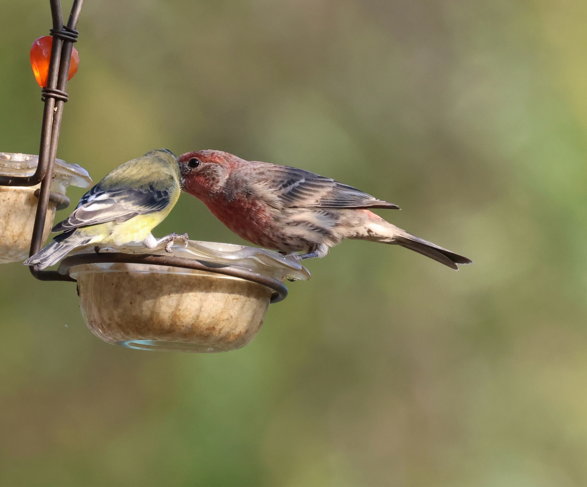 A few finches at a feeder. A couple Lesser goldfinches and a larger finch that has notes of raspberry red on its head and chest.