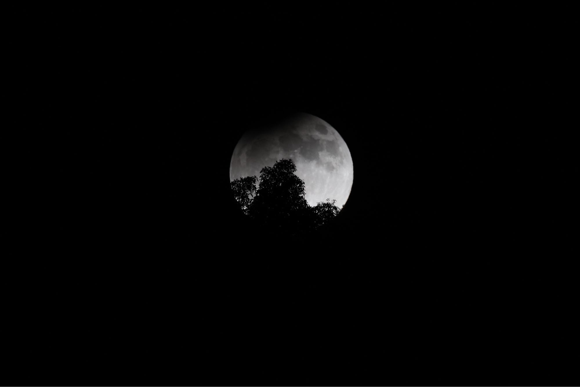 A full moon rising above trees on a hill. The tip of the moon is dark from the earth’s shadow during this partial eclipse.