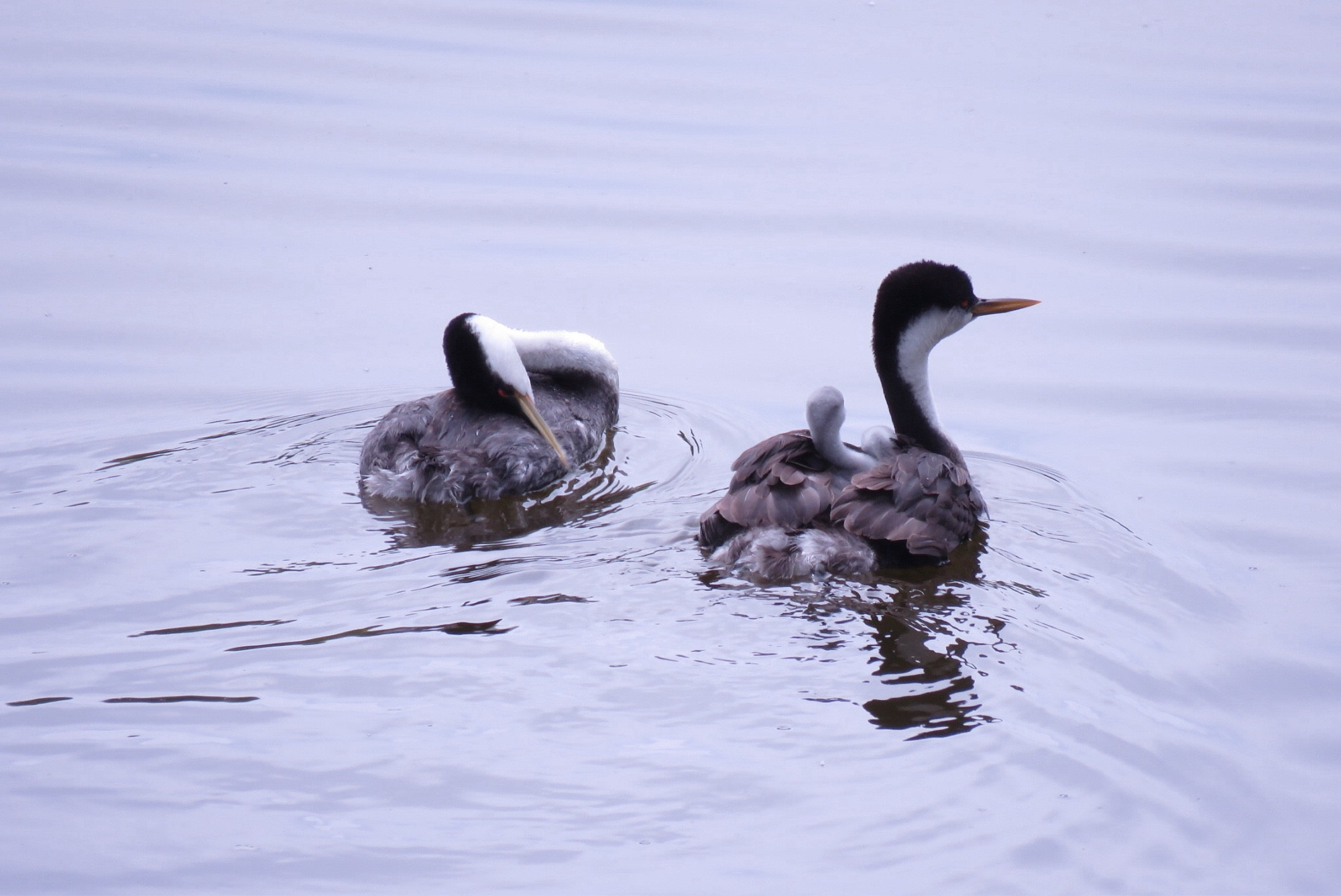 Two adult grebes in a lake, one adult has a young grebe on its back taking a birdie back ride!