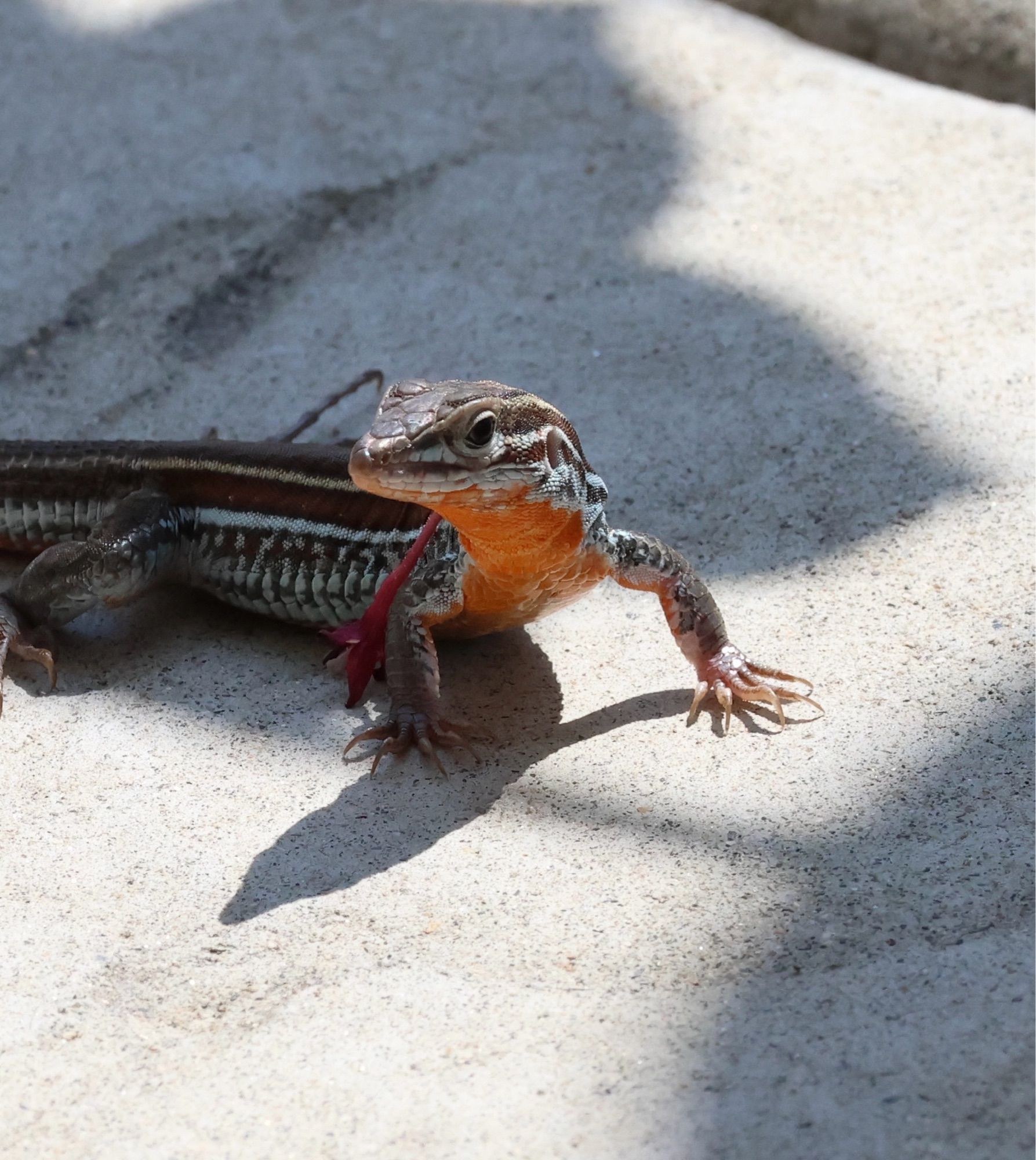 A Belding’s Orange-throated whiptail showing why it got its name. It is facing the camera with head held high showing a dark orange throat and chest.