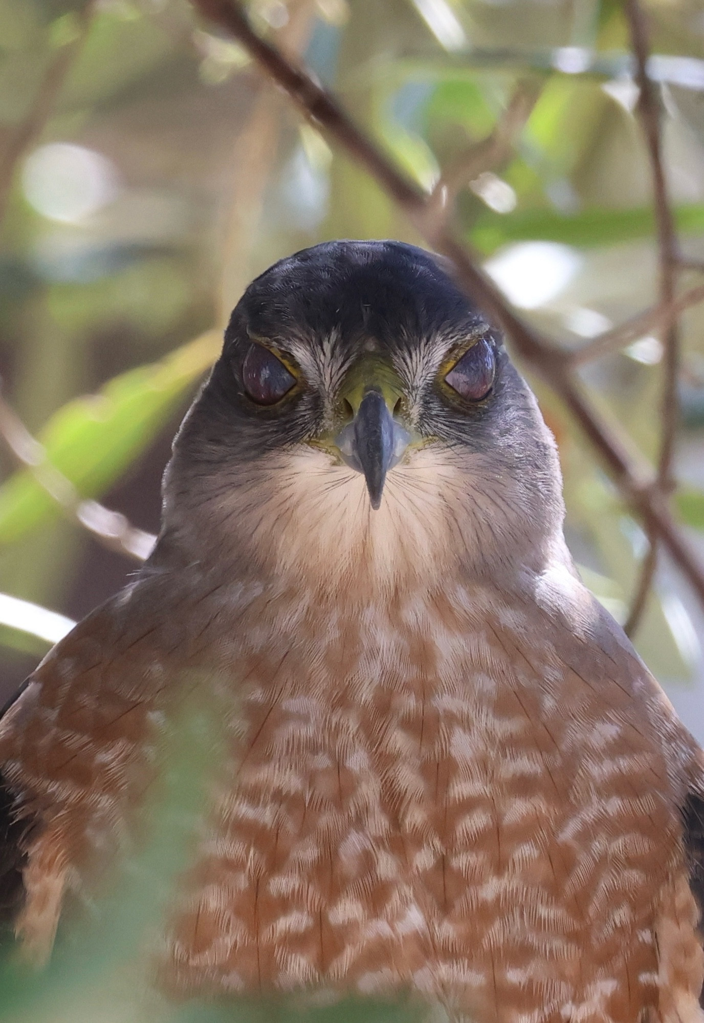 Close up view of the front of a Cooper’s hawk that has two dark dull eyes. Its head is dark gray and its chest is mostly reddish brown with  a fine pattern of white feathers.