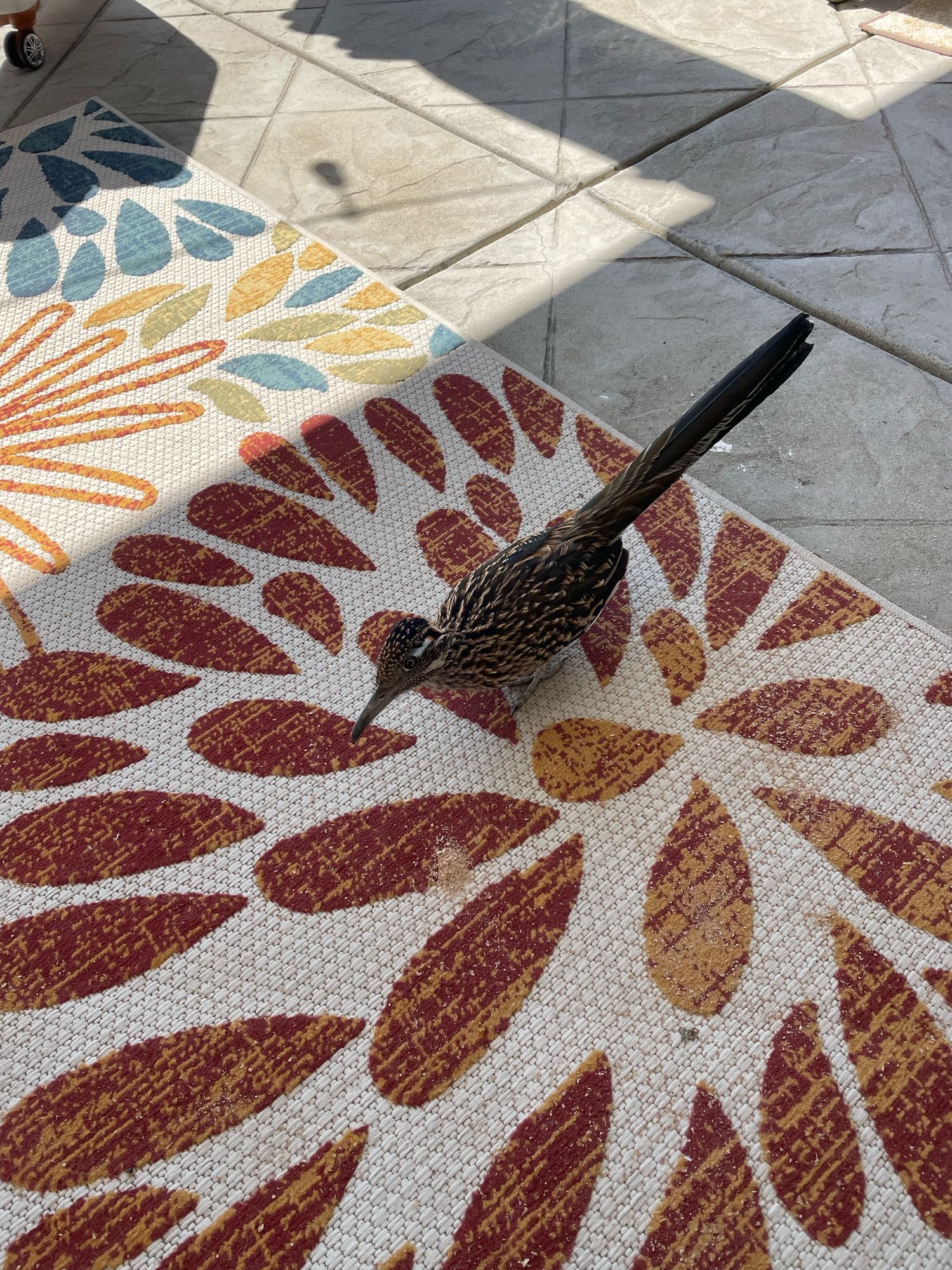 A Greater roadrunner has come to visit and is standing on our colorful patio rug. It is a brown and whitish bird with long dark tail feathers. 
It is patiently waiting for snacks to be tossed its way. Seen in Southern California.