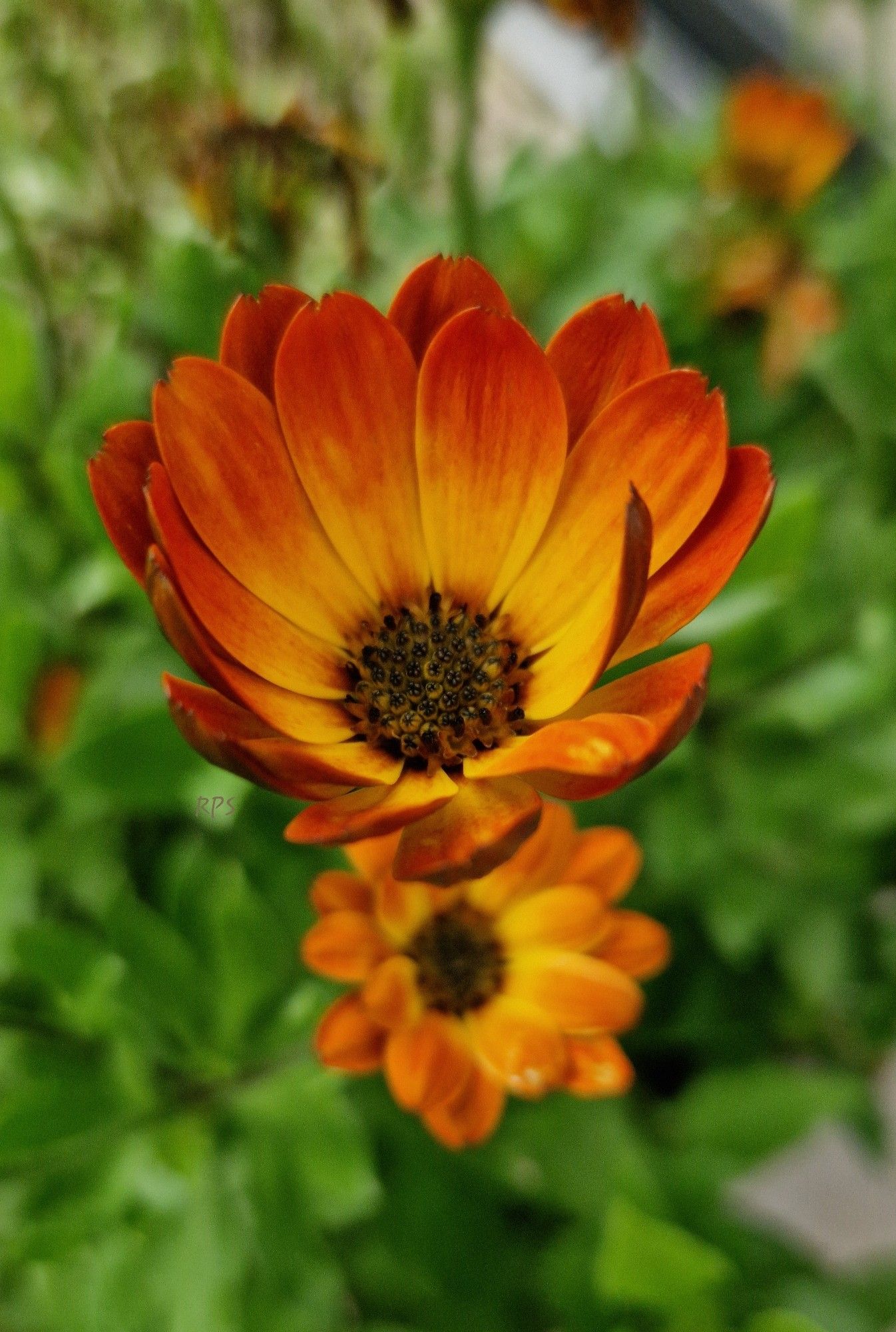 Blumenfoto mit einer orangefarbenen Blüte.