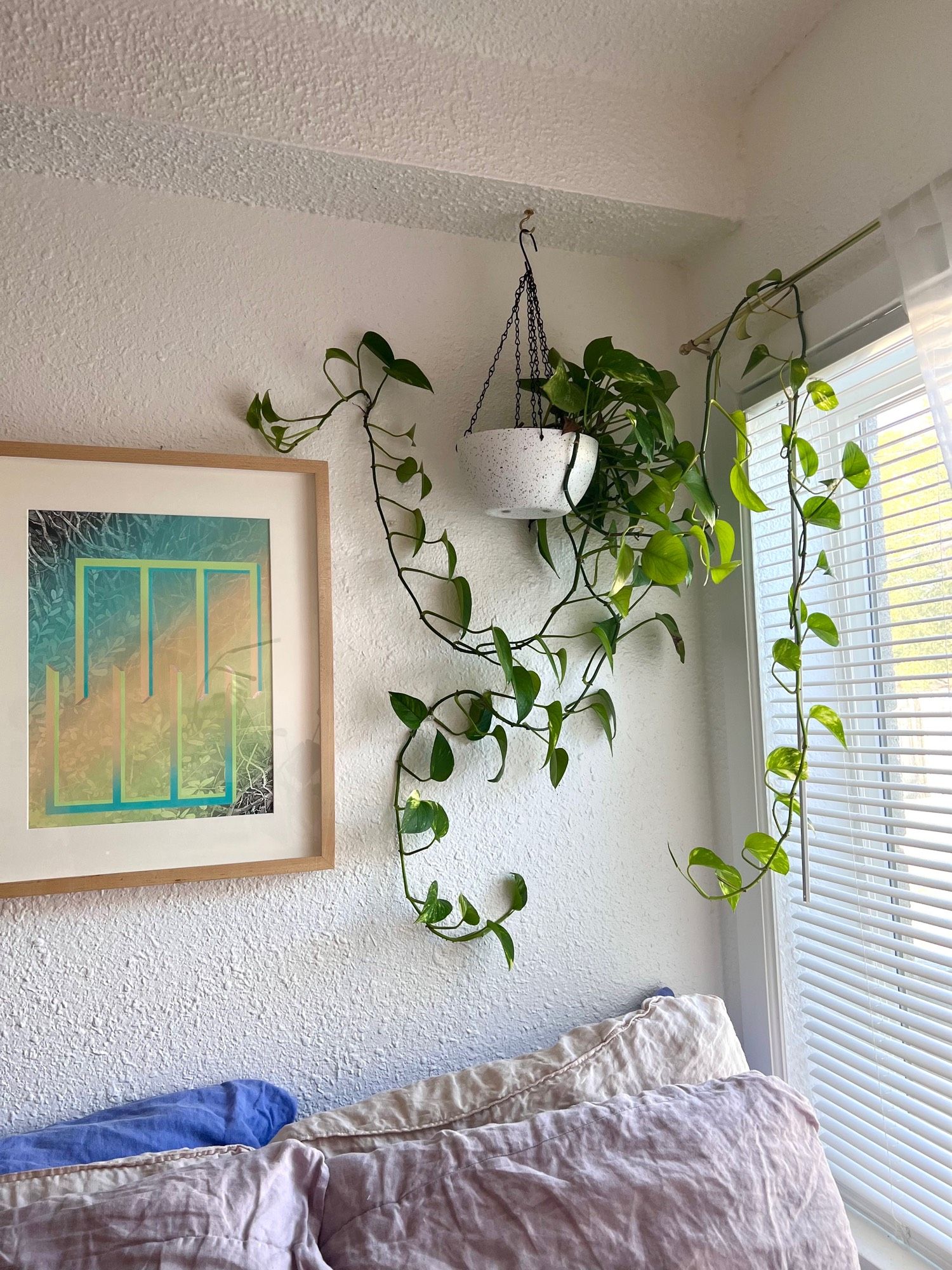 a pothos plant, disturbingly alive