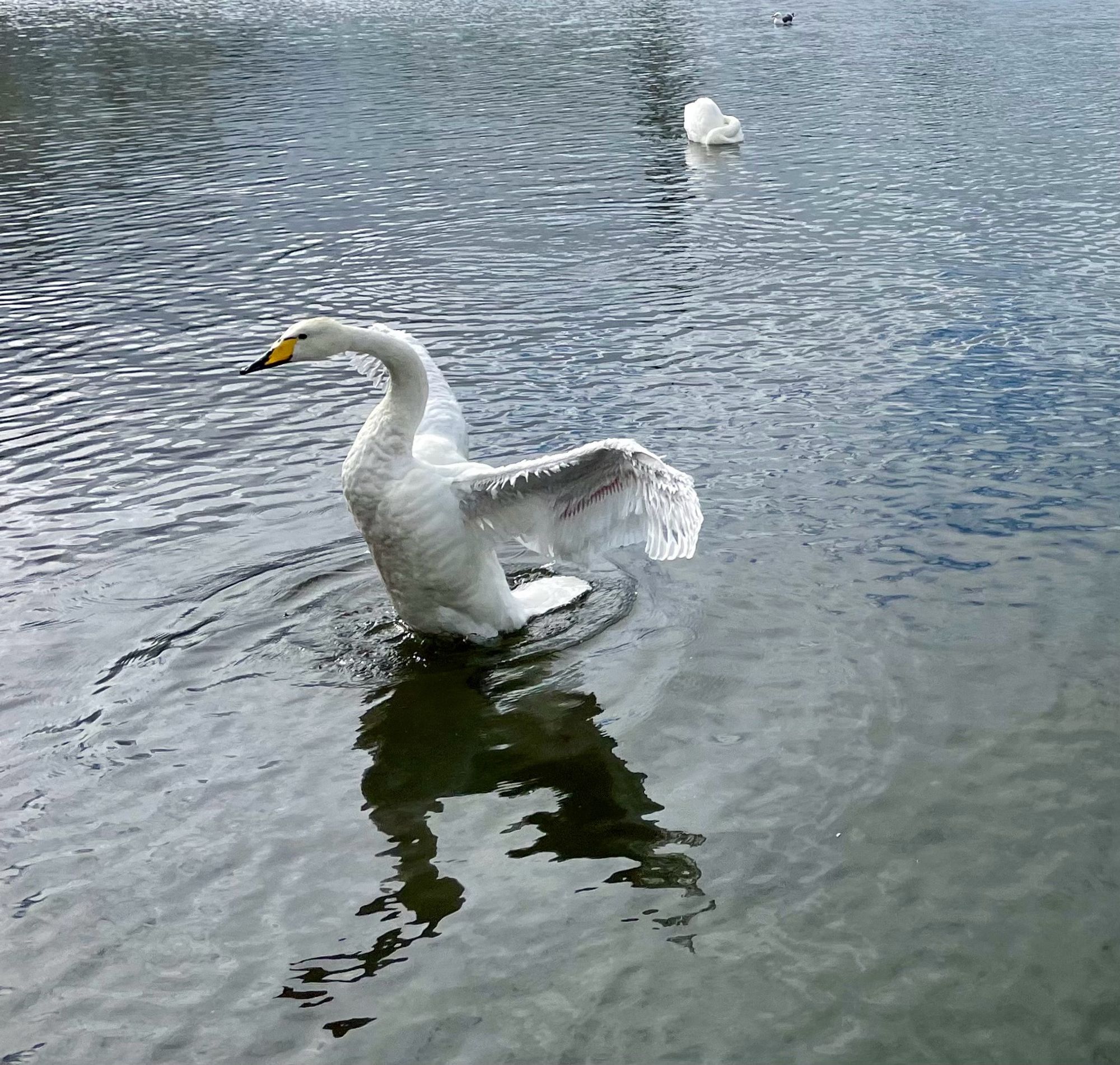 See, flügelschlagender Schwan.