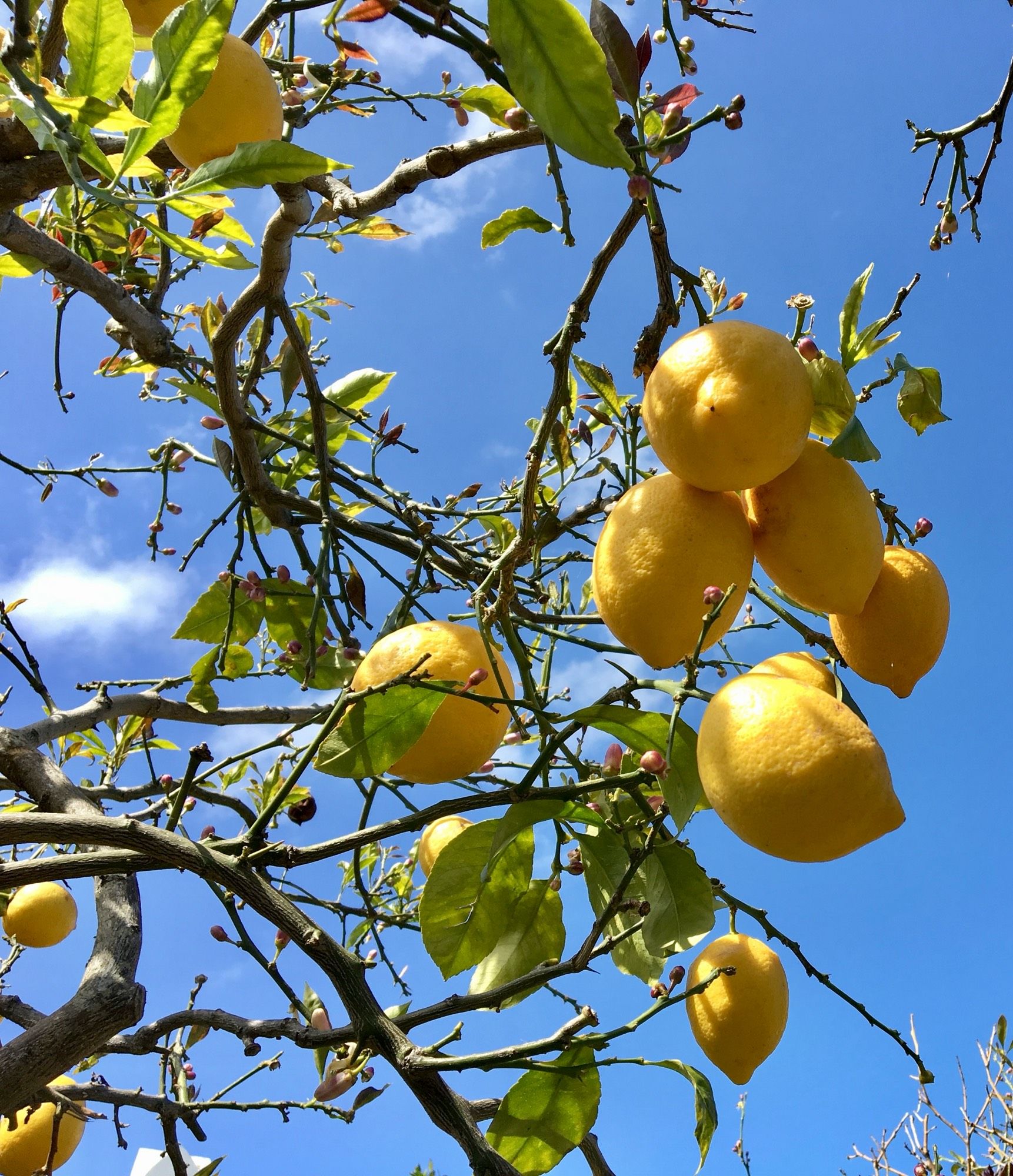 Zitronen auf Baum, blauer Himmel.