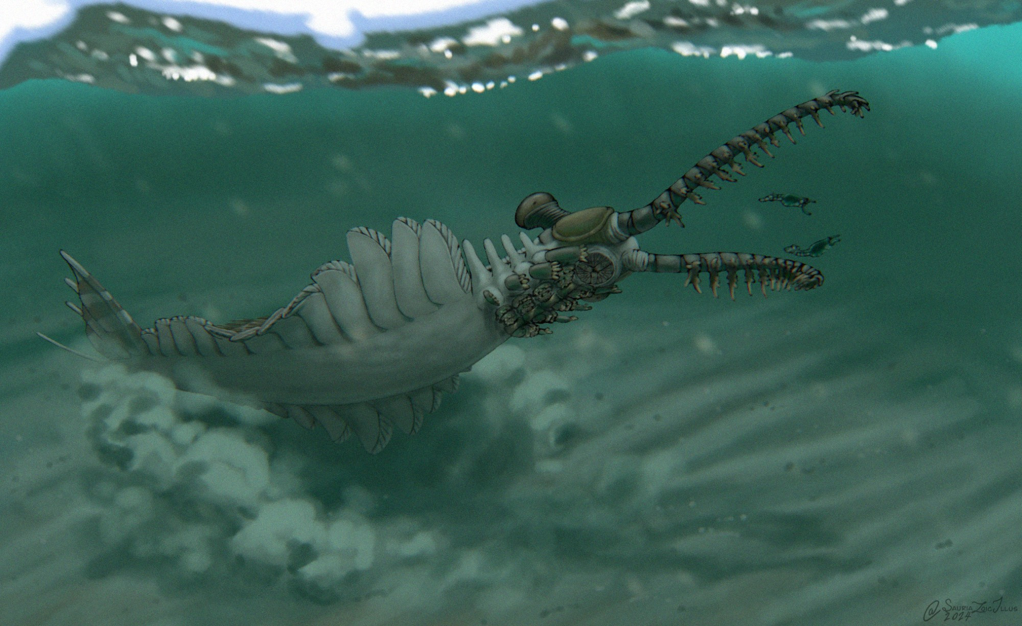 a young Shucaris chases two Erjiecaris in the shallows of the Maotianshan Shales, kicking up fine muddy sediment in the process. it readies its masticatory elements anticipating a meal