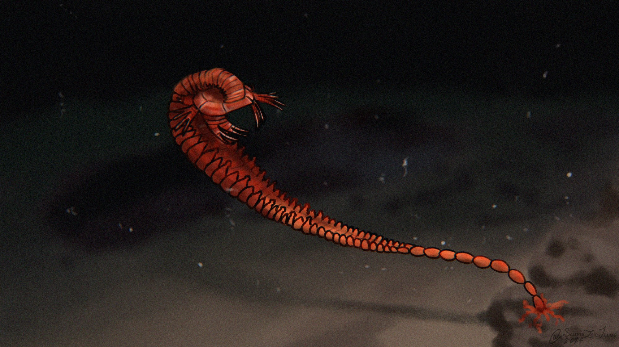 a deep sea camera finds an Ammonicrinus on the sea floor