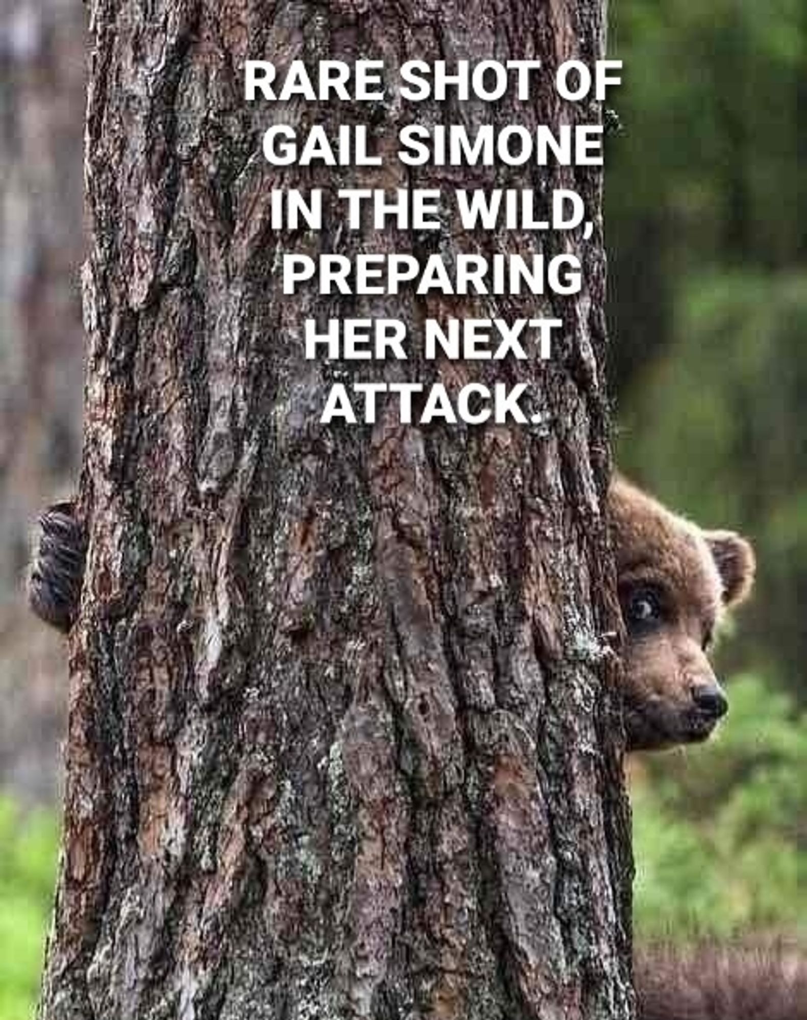 Photo of a bear peeking out from behind a tree with the text "Rare Shot Of Gail Simone In The Wild, Preparing Her Next Attack".