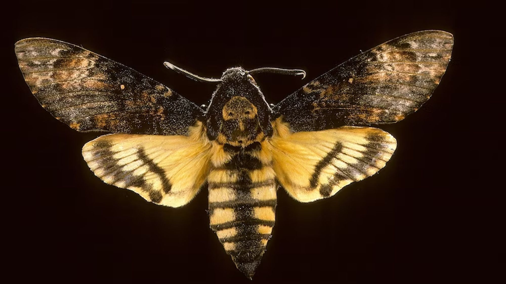 (Acherontia species) Death's-head hawkmoth. It has dark upper wings with lighter specks, and its lower wings are yellow with black bands. The moth’s body is banded yellow and black, with a skull-shaped pattern on its thorax.