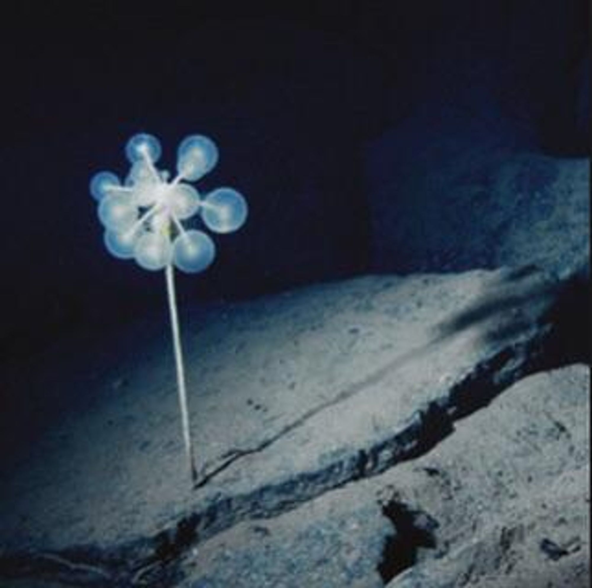 A sea sponge that looks like a flower made of blue lollipops.