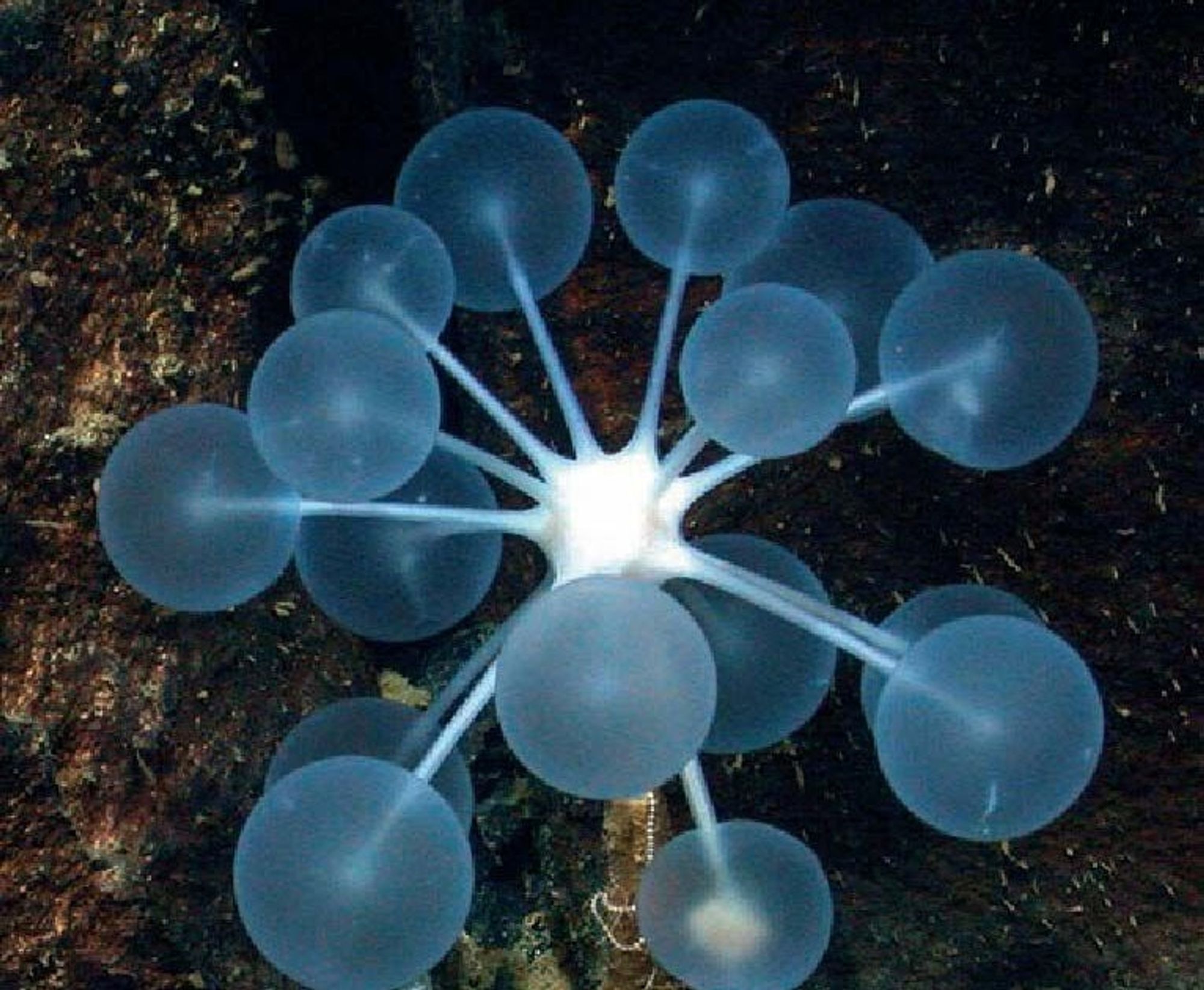 A sea sponge that looks like a flower made of blue lollipops.