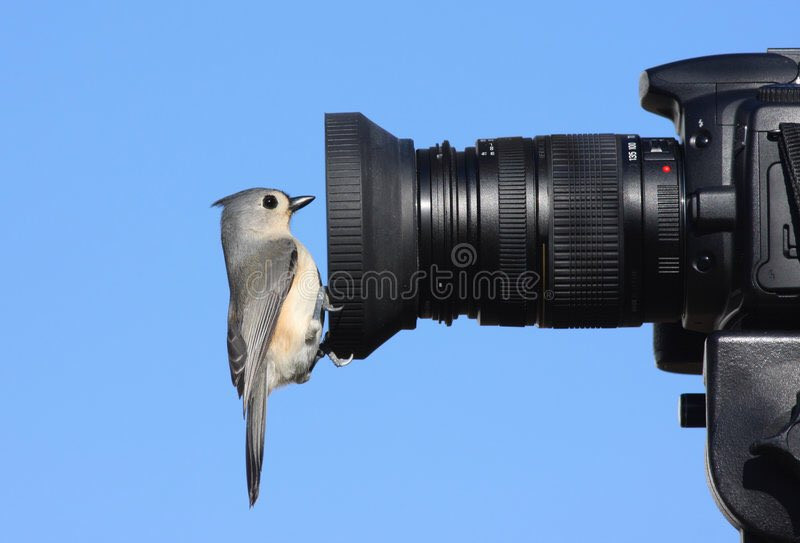 a tufted titmouse perched on the lens of a camera, looking into the lens