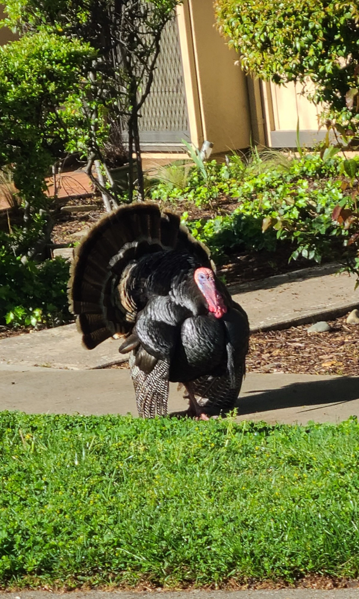 A giant male Rio Grande turkey, his train fanned in a display, all puffed up, standing by a walkway to a condo in the suburbs of a major city.