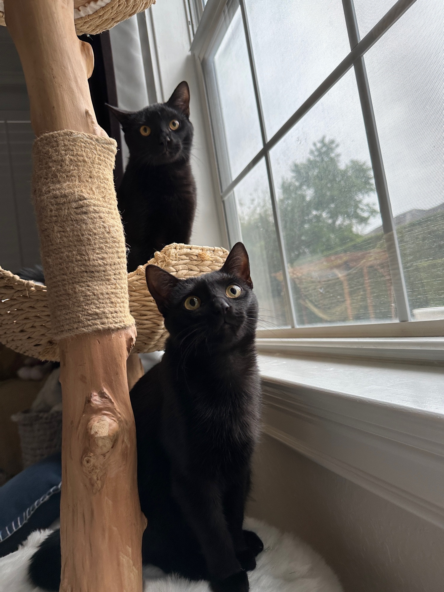 Two black kittens on a cat tree, staring directly at the camera.