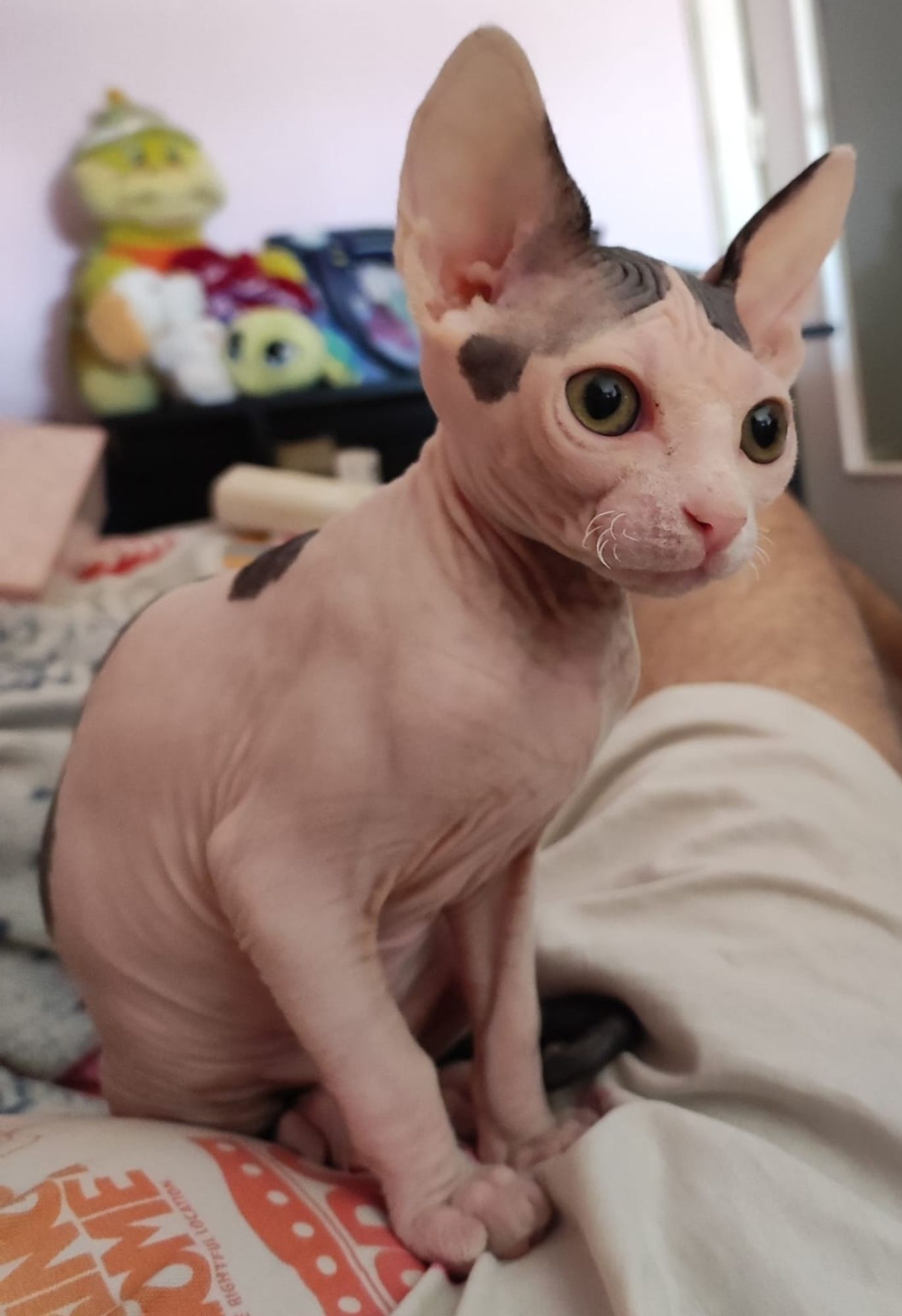 My pet: a sphynx cat. His name is Cosmo and he  is 4 months old, so small and cute