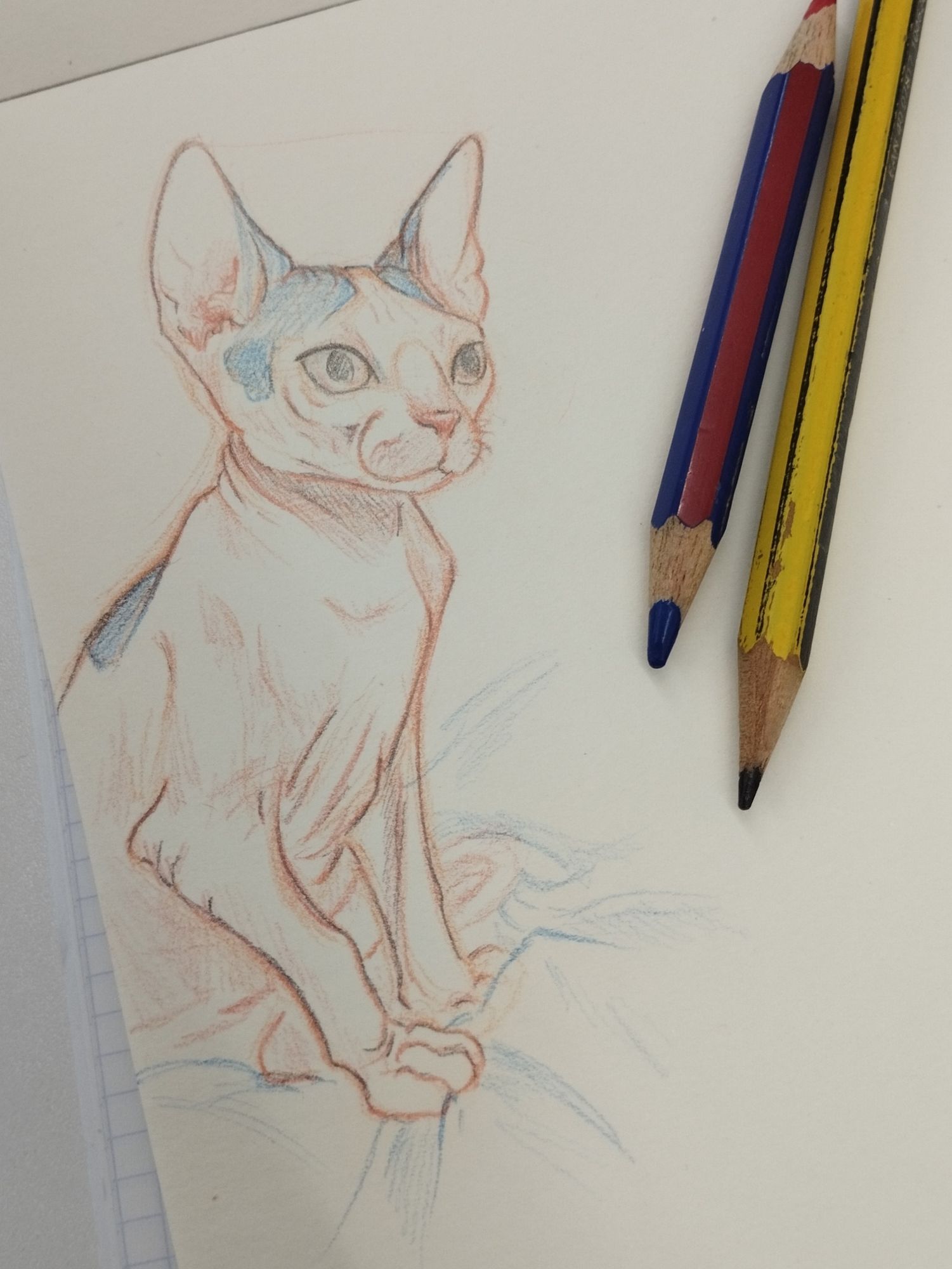 Sketch of my cat Cosmo using normal pencil and also blue and red pencil on my sketchbook. Traditional art.