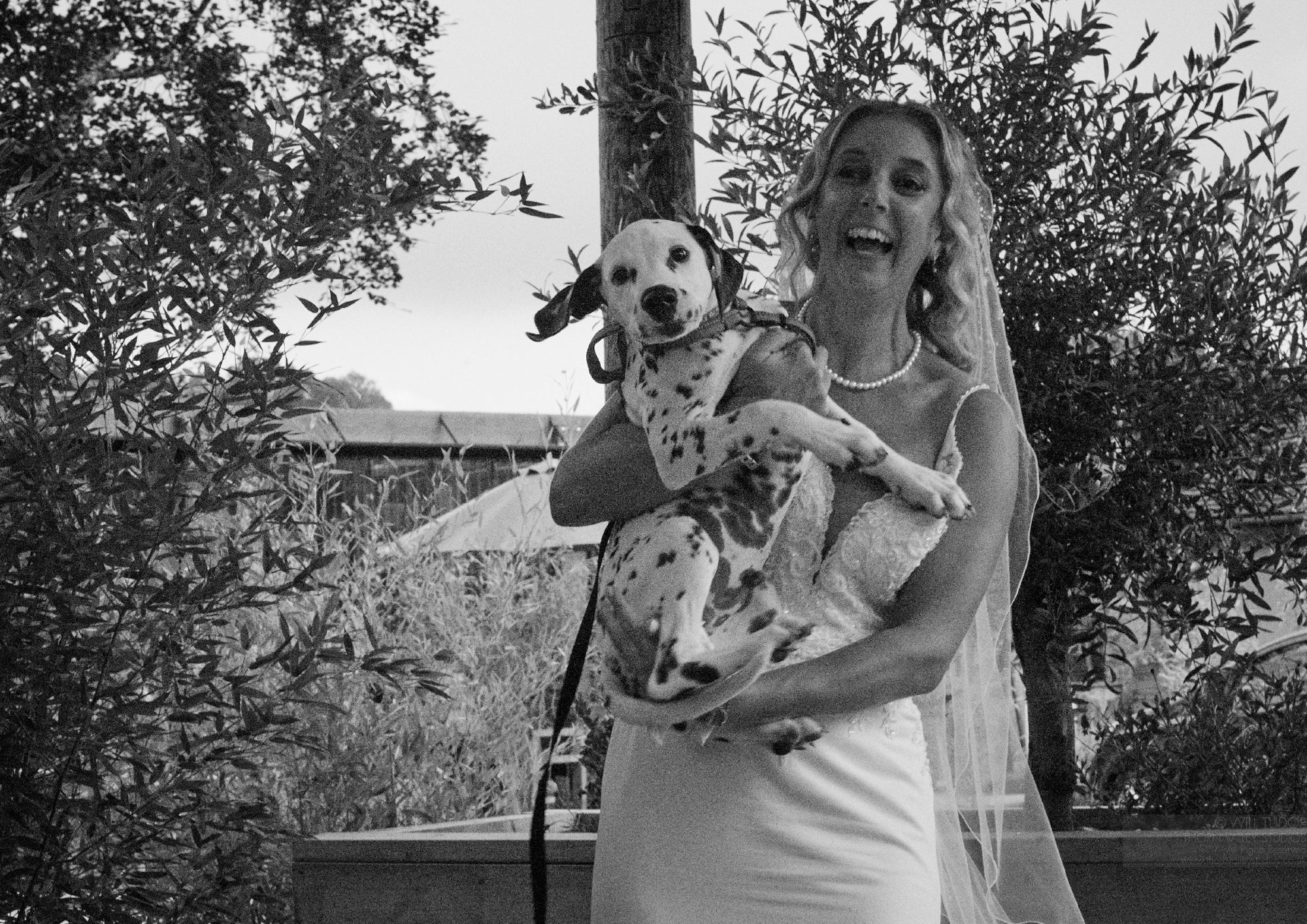 Bride with a Dalmatian Puppy on her wedding day