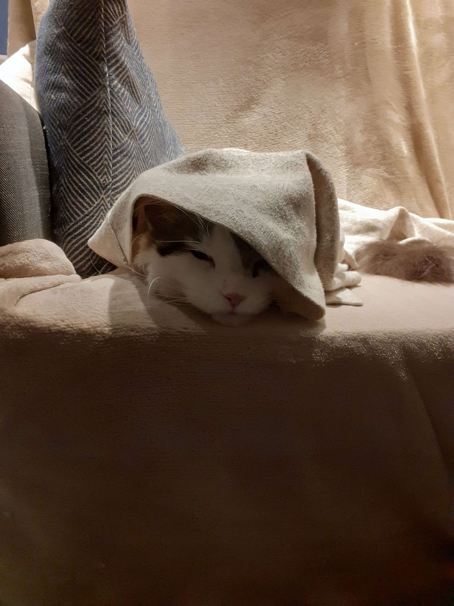 A white and tabby cat wrapped thoroughly in a white sweater like a blanket. Only his face is visible. He looks supremely cozy.