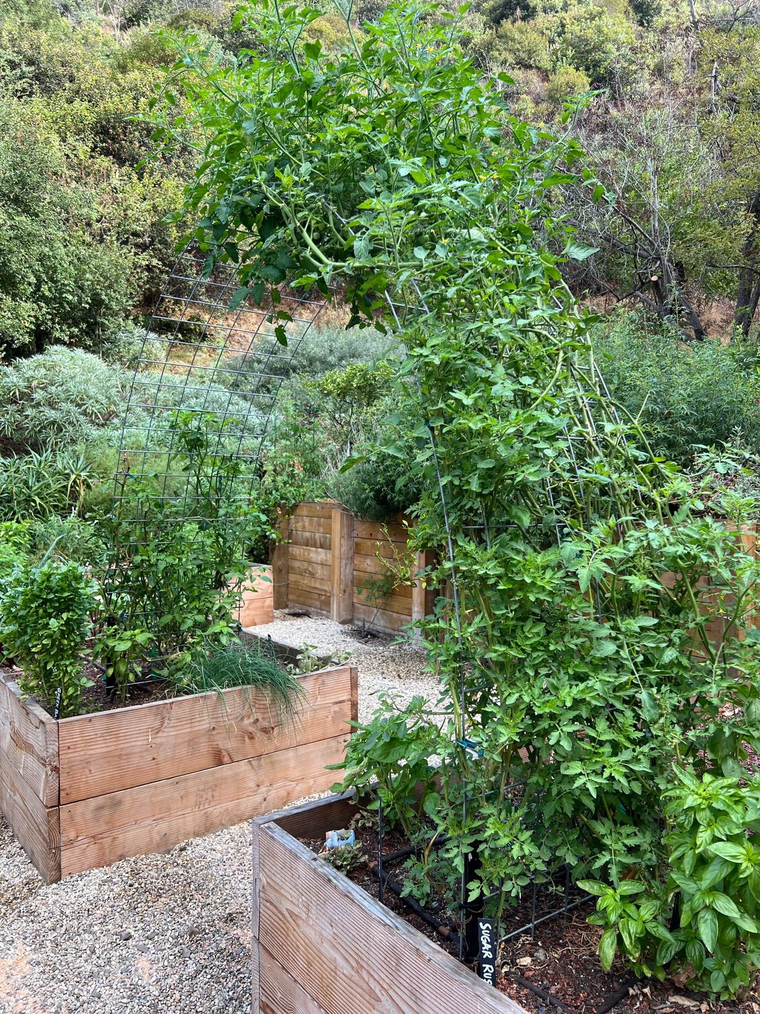 Recovering despite about 20 deer that keep cruising thru, even right in front of us! 
🌶️Cayenne pepper spray on the plants has been a win, fence going in next, hooray!🌱
And after, we triple the orchard! 
And a compost area screened by more fruit trees! 
Despite the deer, we harvested 3 tea plants, an armful of basil, and a huge basket of beets and greens… t’s miraculous we’ve been winning against the mice, squirrels and rats.l, in a completely wild-surrounded space. 🦌🌱🦌💪