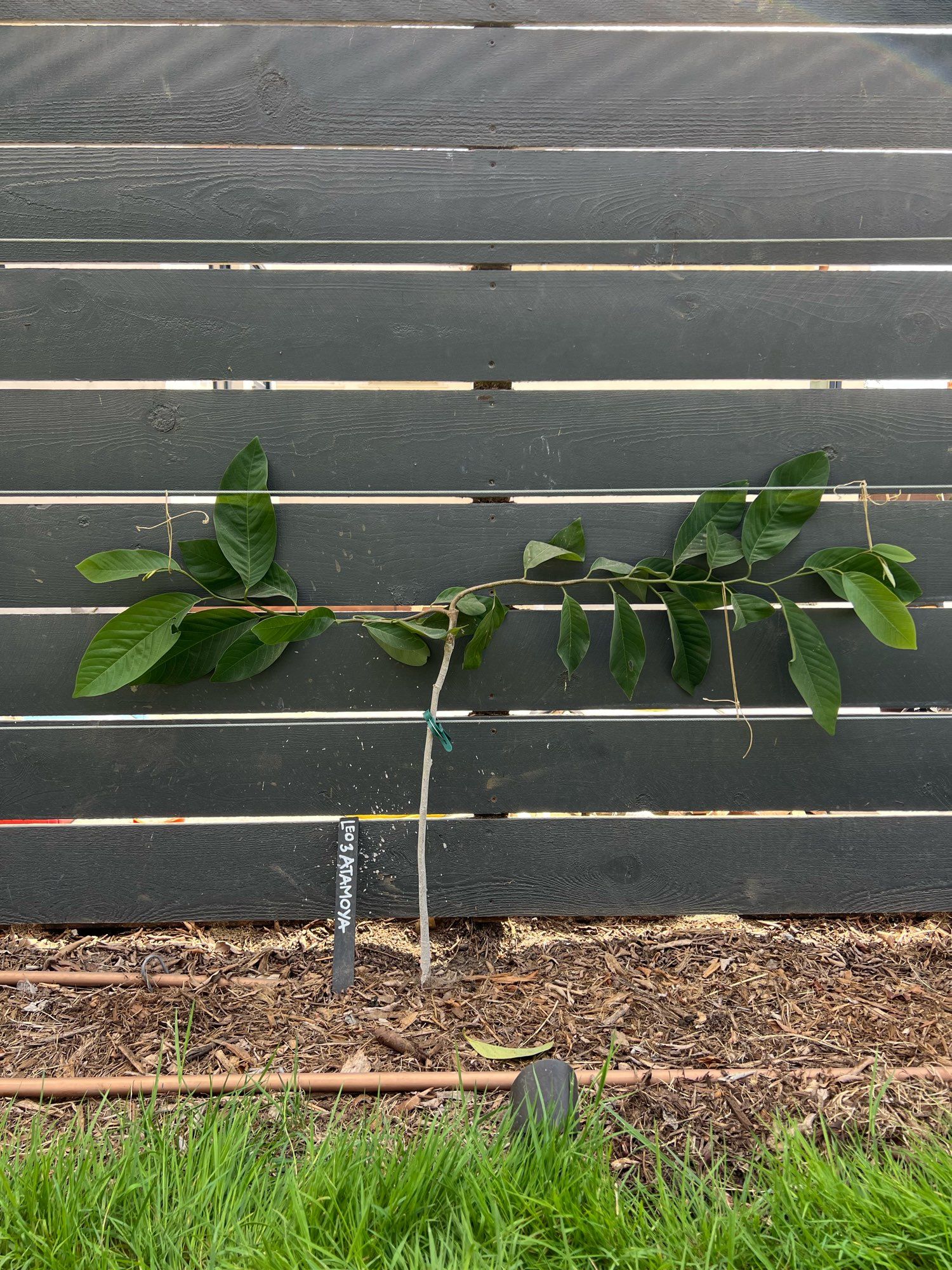 A 14” espalier of attempt, cherimoya, soursop or custard apple tree