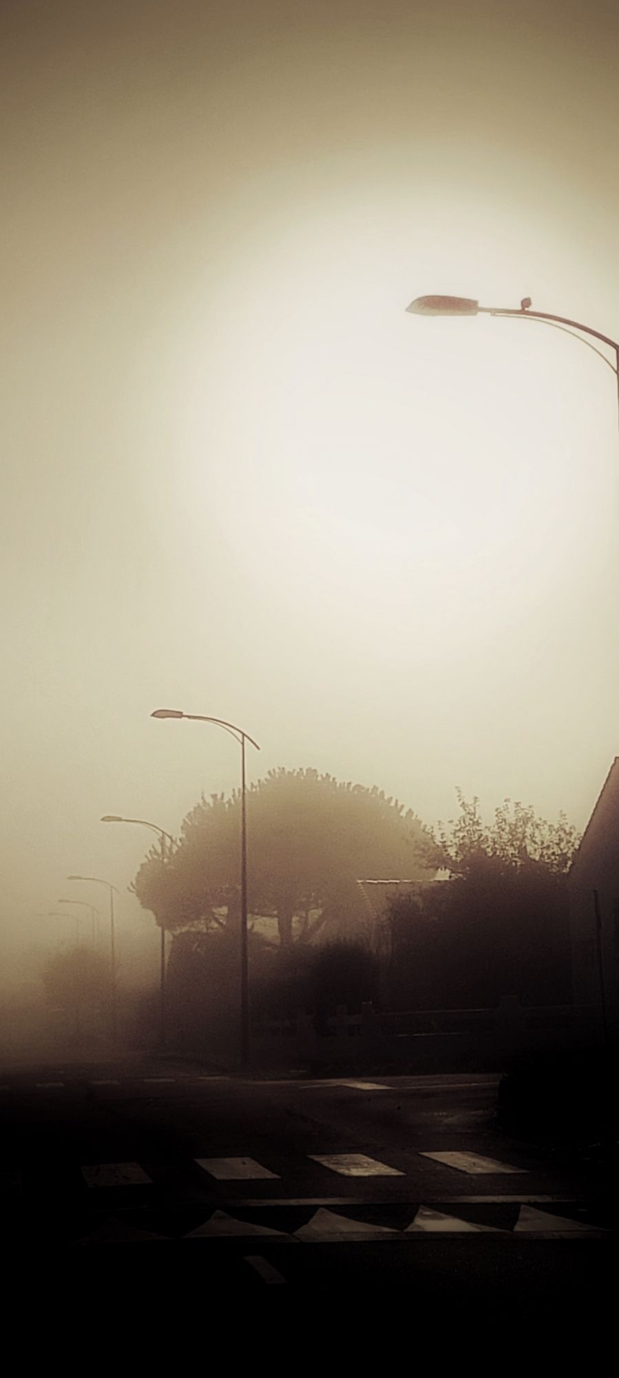 Rue d'un lotissement pavillonnaire dans la brume que le soleil tente de percer.. 
A droite la rangée de lampadaires noirs en silhouette tout comme la végétation.
Sur l'arc du 1er lampadaire se tient une tourterelle en contre jour du soleil dont on percoit la forme plus lumineuse à cet endroit. Le 1er plan est à l'ombre, l'autre partie jaune ocre.