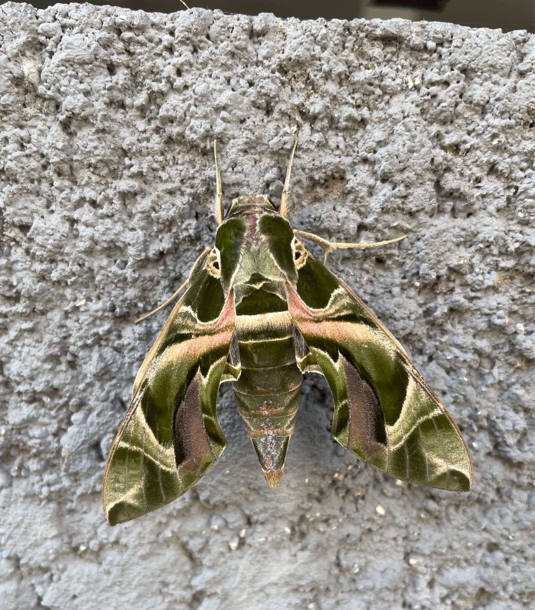 Beautiful Oleander Hawkmoth on a stucco wall