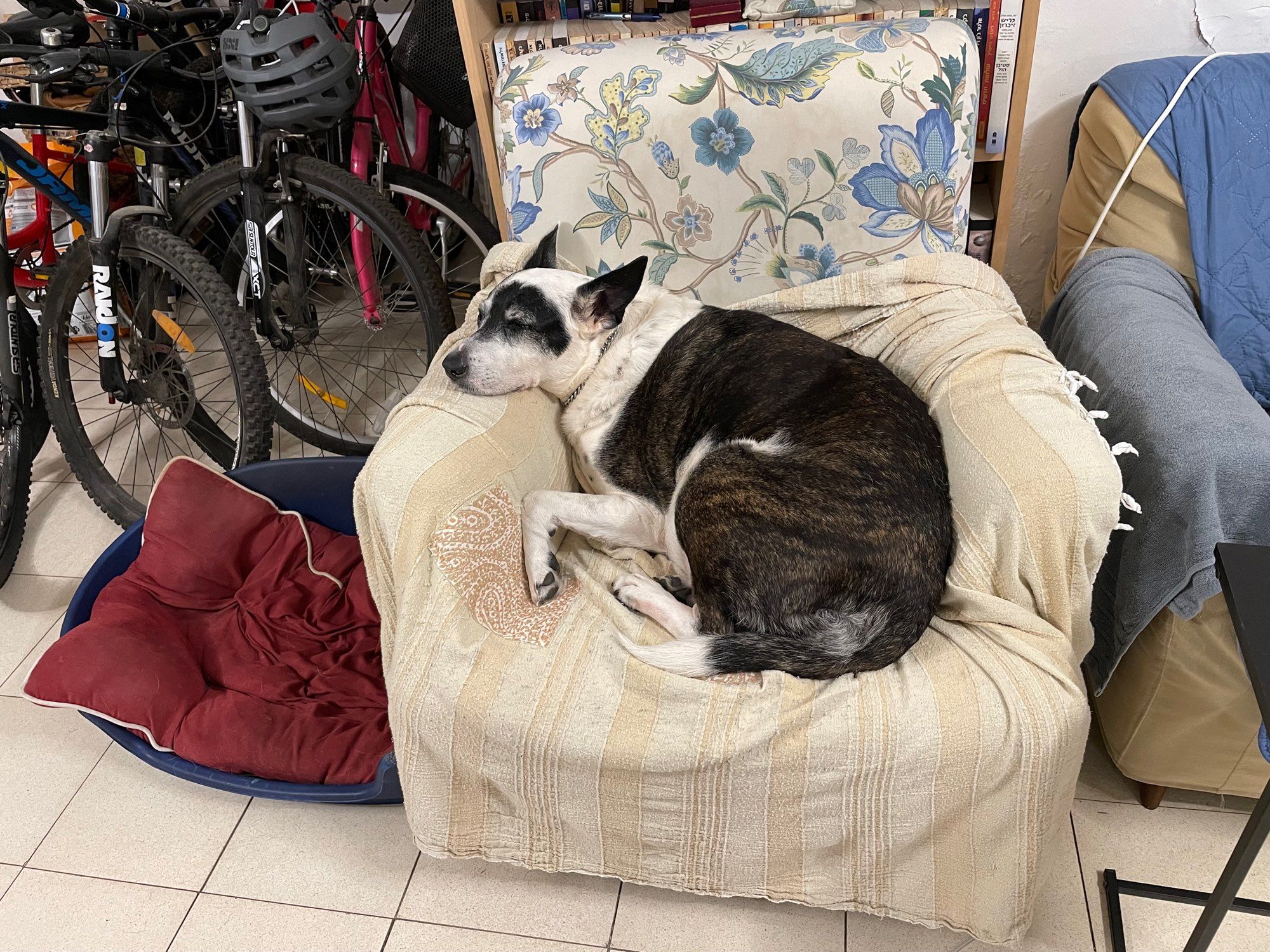 Dog sleeping in a comfy chair