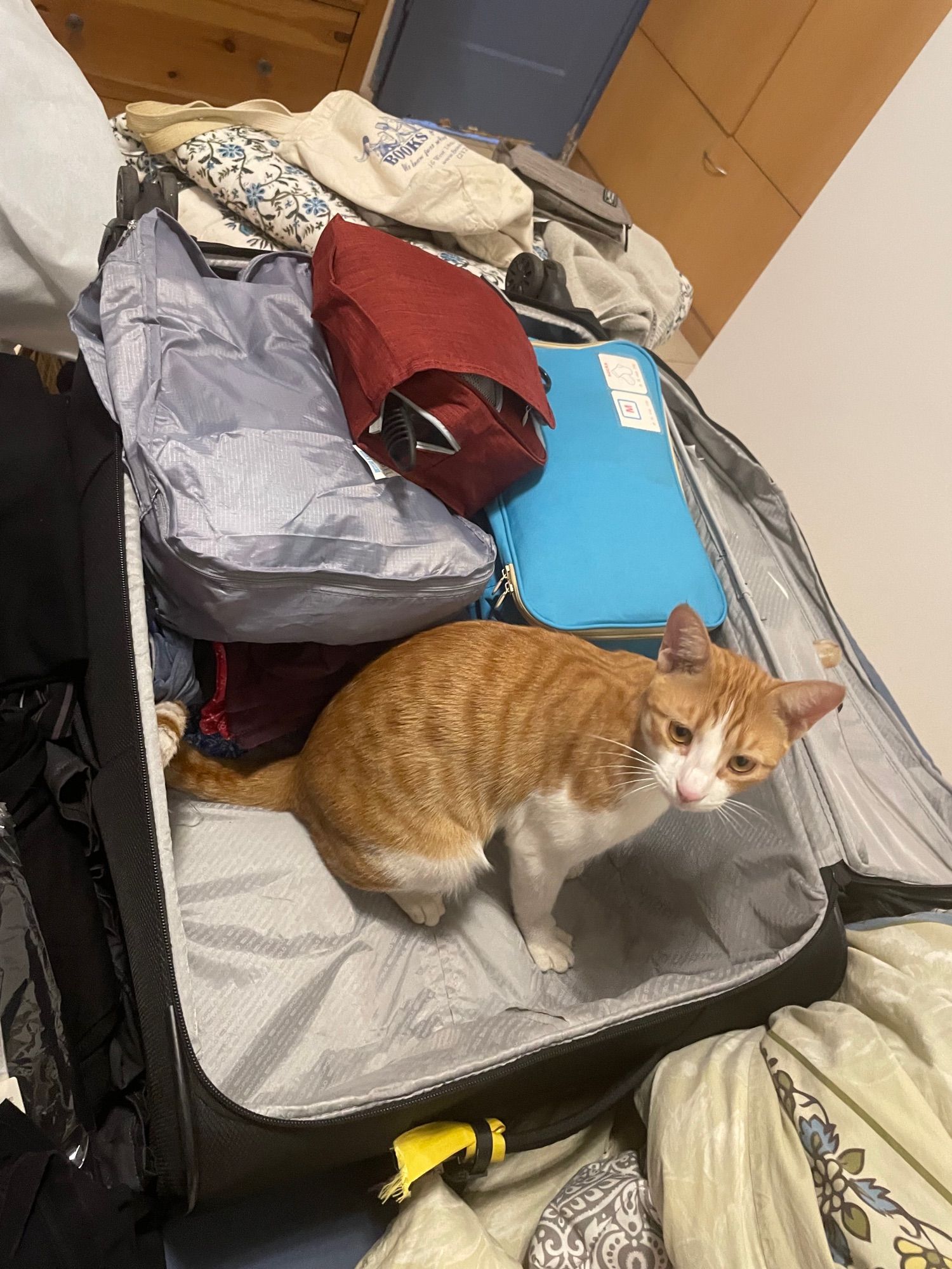 Half packed suitcase, ginger cat sitting in the empty half