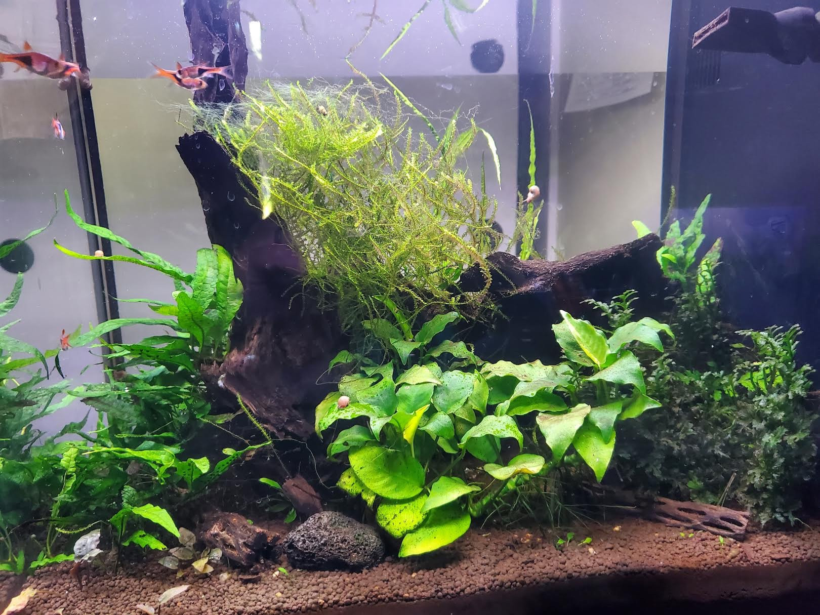 A 10 gallon aquarium with a large piece of wood and lots of plants. There are 6 Raspbora fish and several small snails visible.