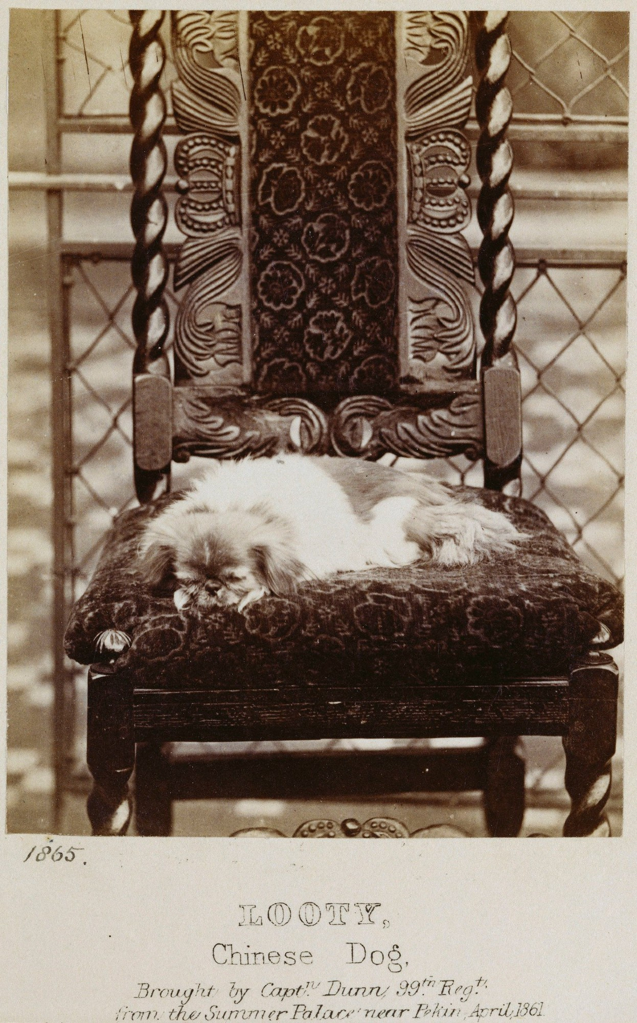 A photo of Looty the dog, "Brought by Capt Dunn 99th Reg from the Summer Palace near Peking, April 1861"