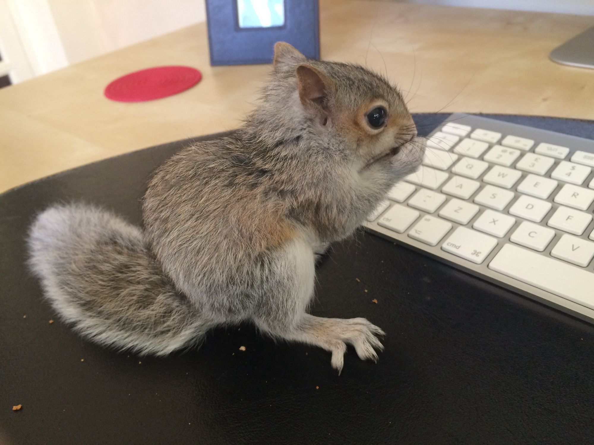 A baby squirrel in my office eating a nut or two. For context I called him/ her Sid.